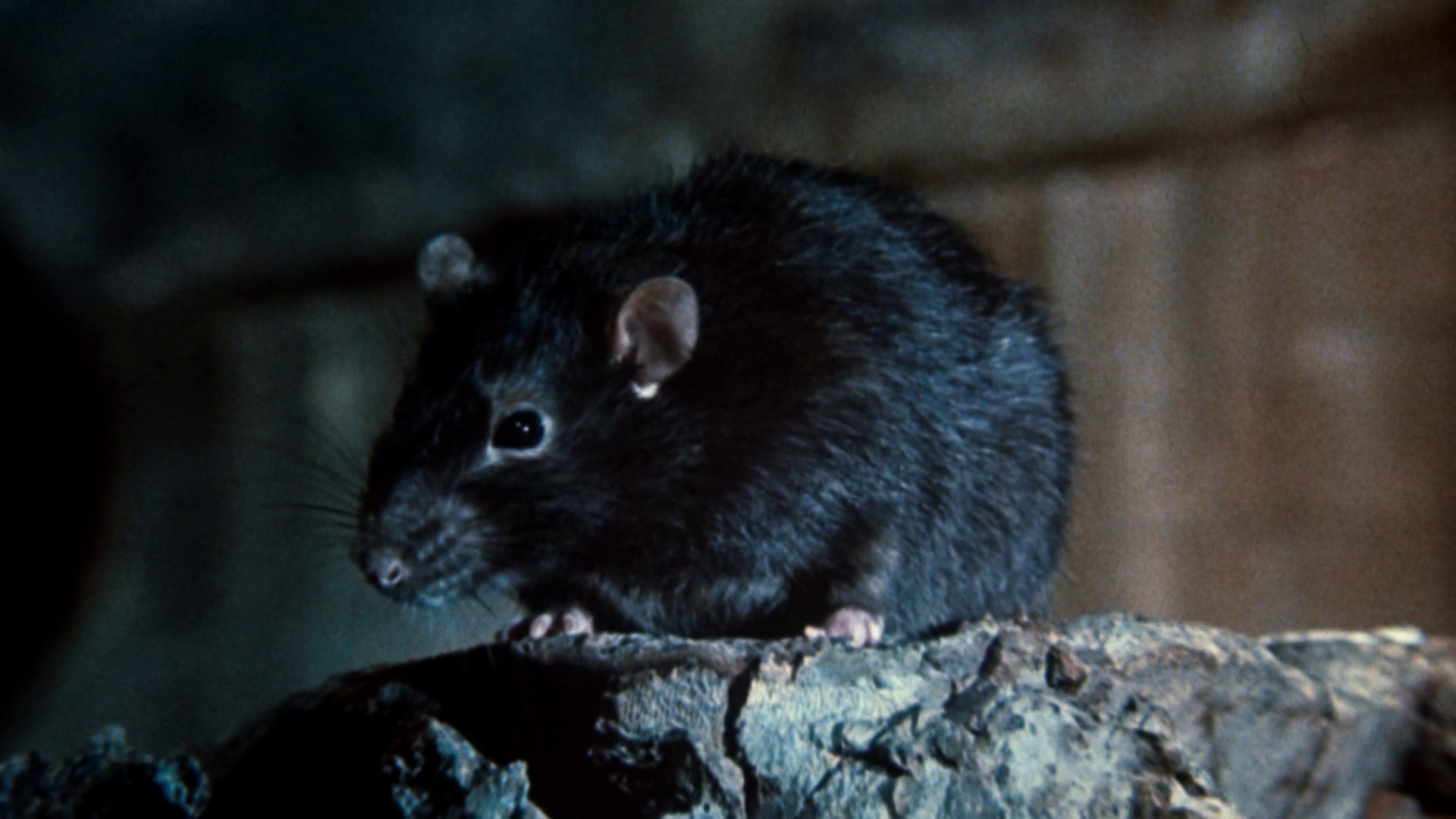 Moonwalker (1988) —  shot,  lighting