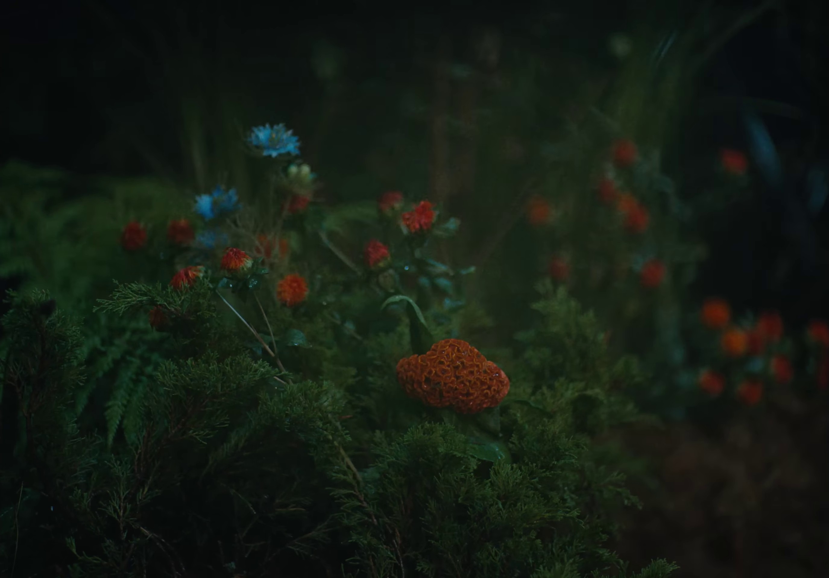 frog  (2022) —  shot,  lighting