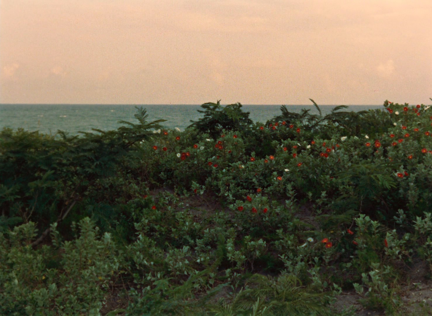 Gate of Hell (1953) —  shot,  lighting