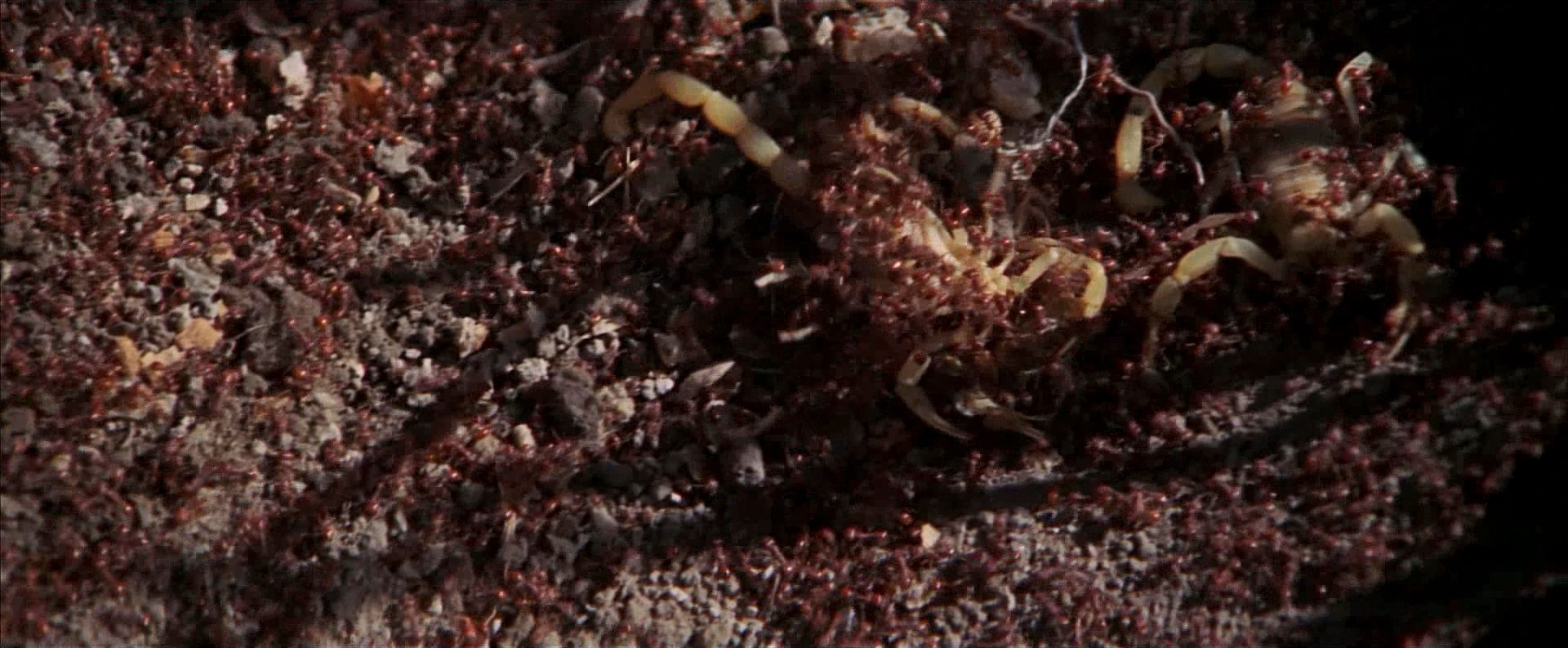 The Wild Bunch (1969) —  shot,  lighting