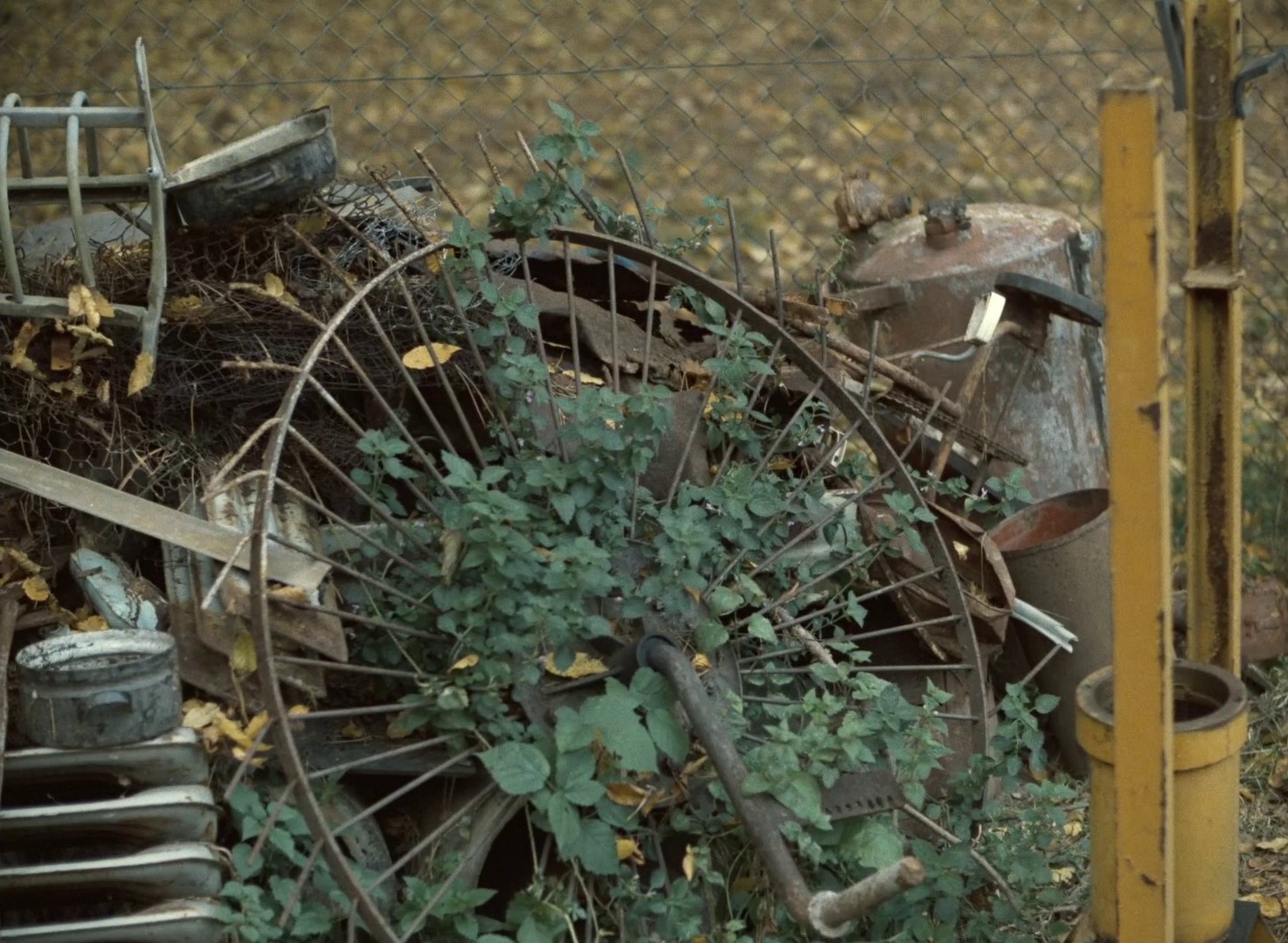 The Snowdrop Festivities (1984) —  shot,  lighting