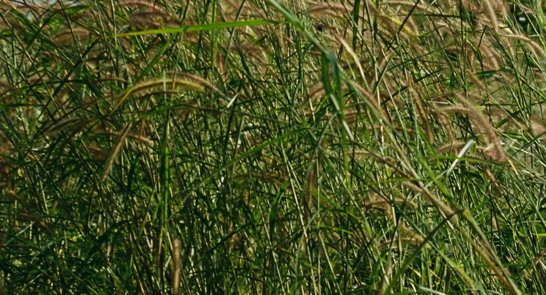 Almayer's Folly (2012) —  shot,  lighting