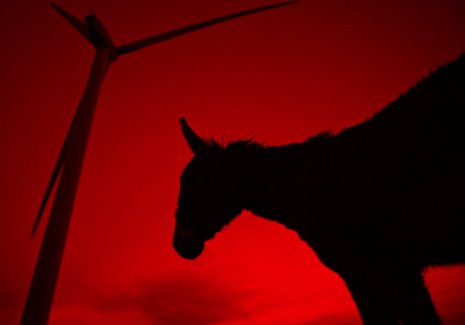 EO (2022) —  shot,  lighting