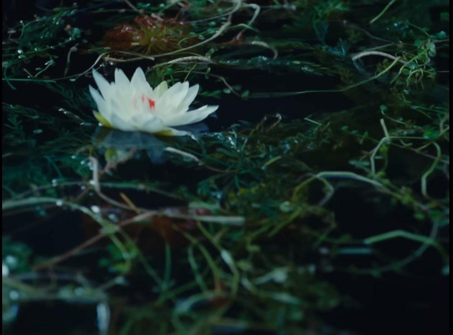 Monsoon  (2025) —  shot,  lighting