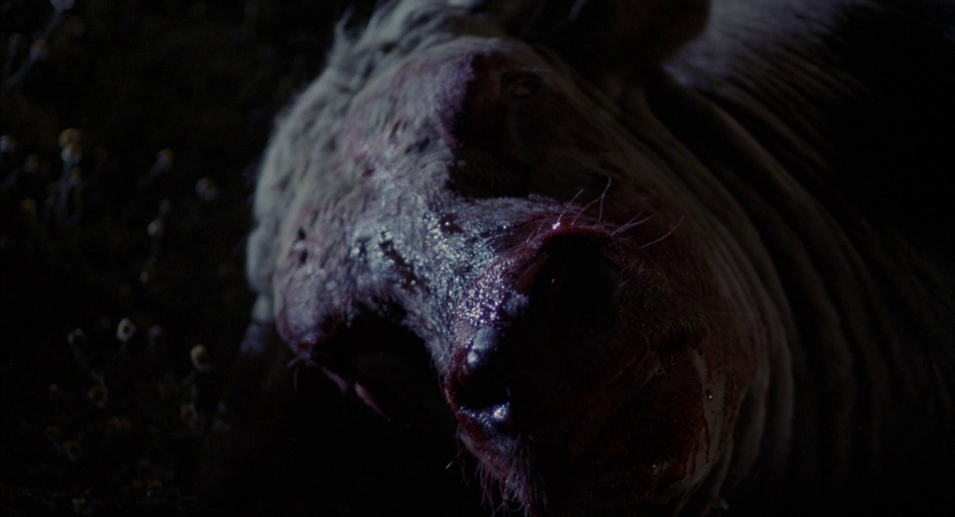 Alien Predator (1987) —  shot,  lighting