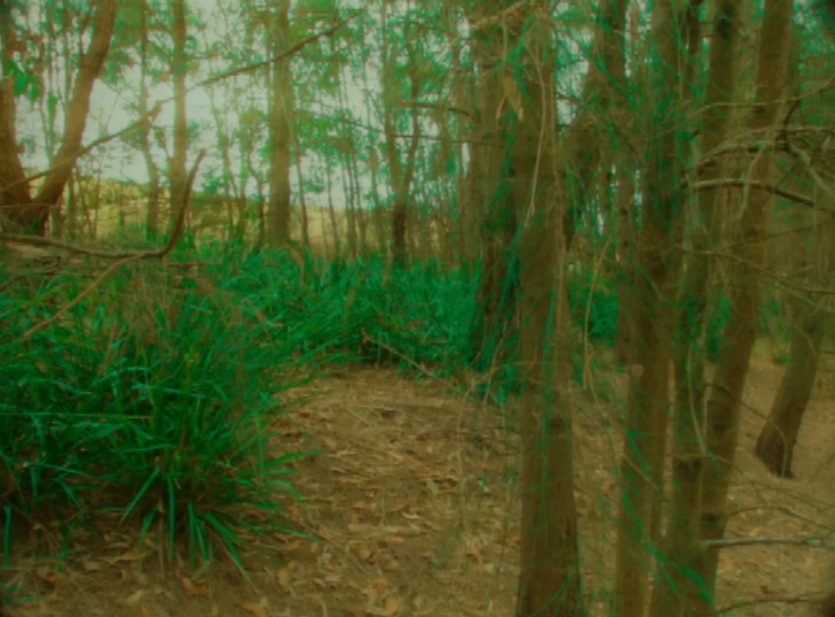 Animal (2024) —  shot,  lighting