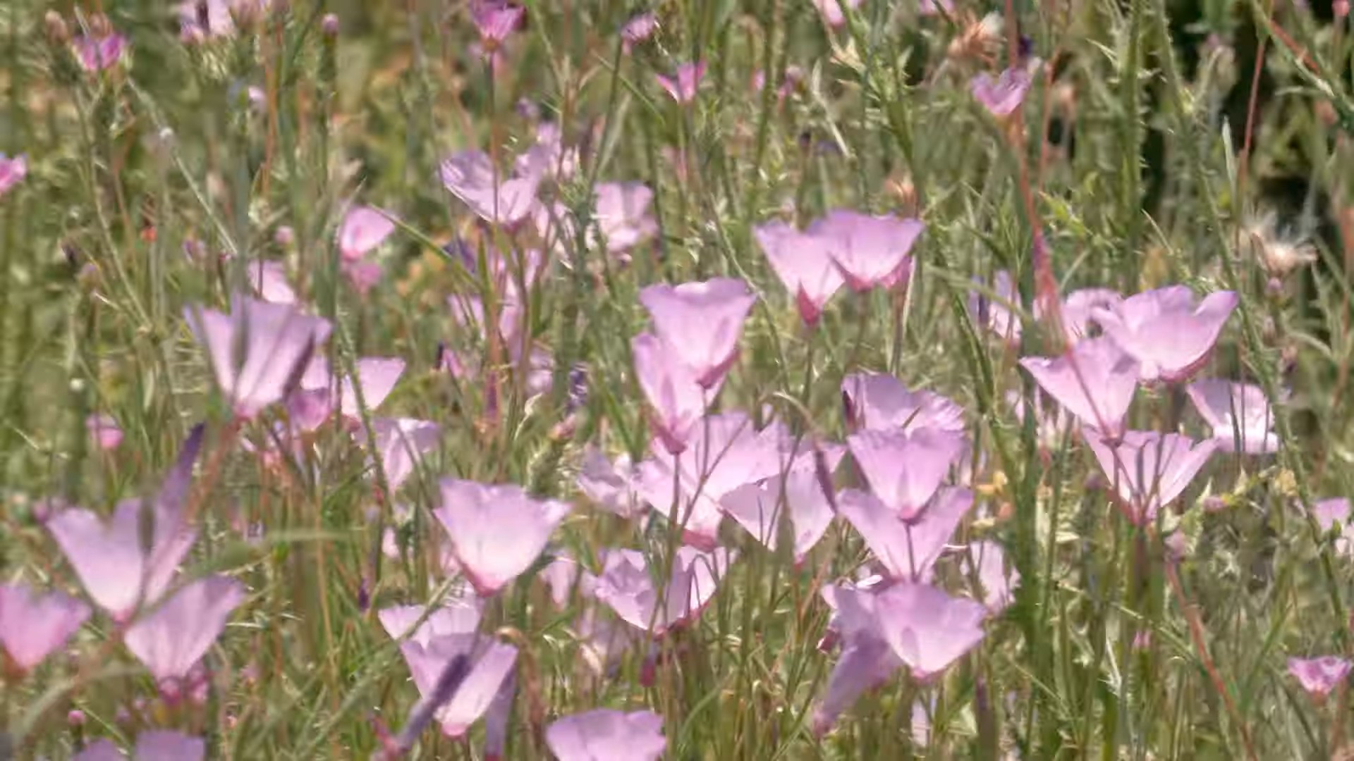 Coming Back For More (2024) —  shot,  lighting