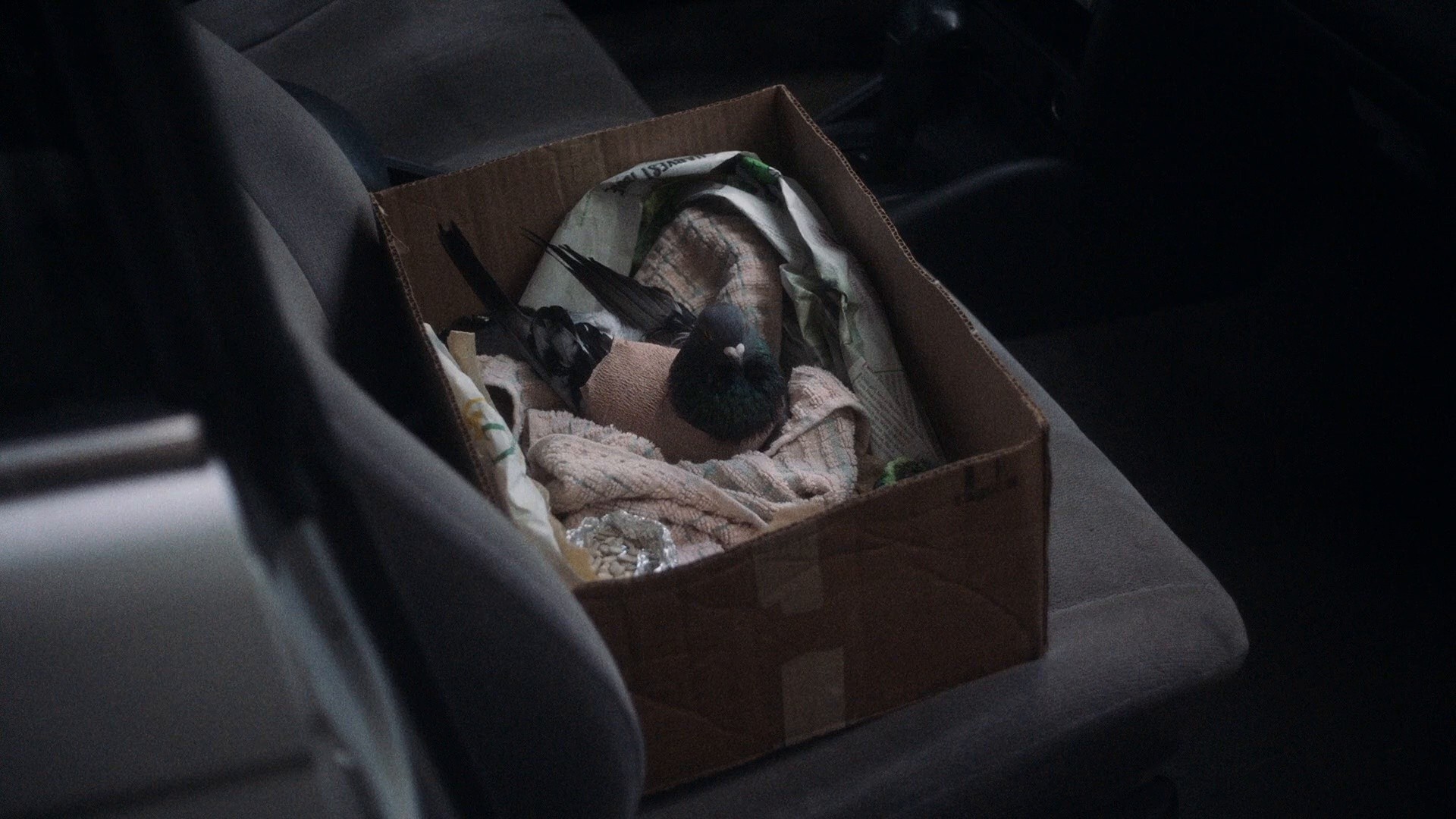 Showing Up (2023) —  shot,  lighting