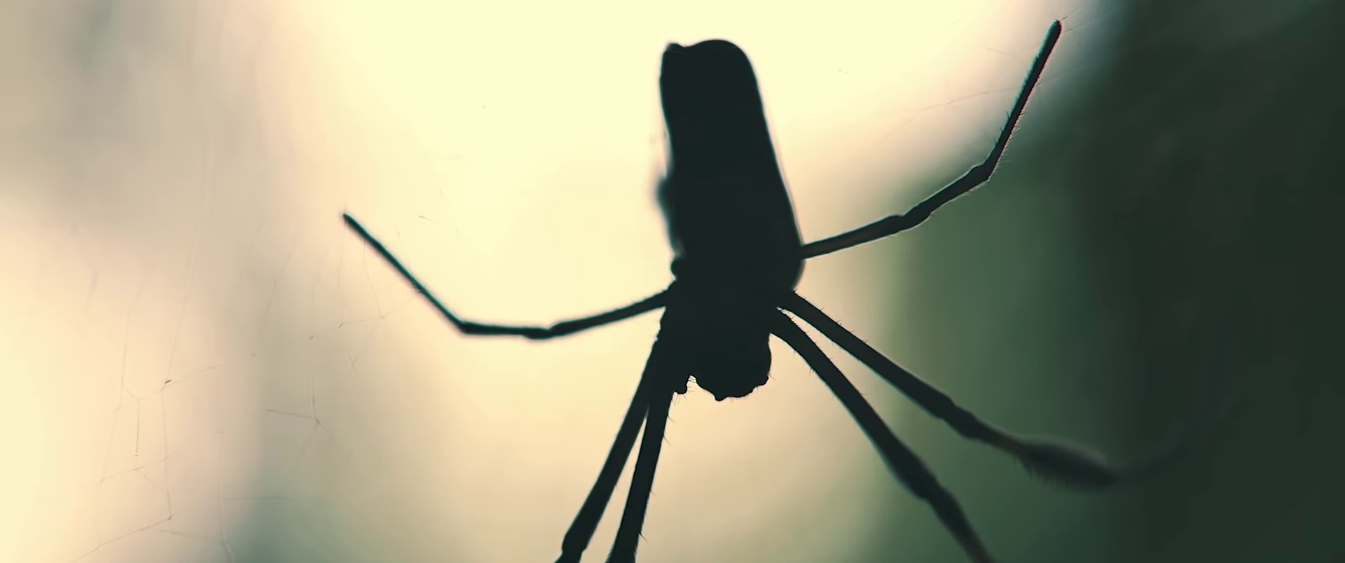 This is not the end  (2022) —  shot,  lighting