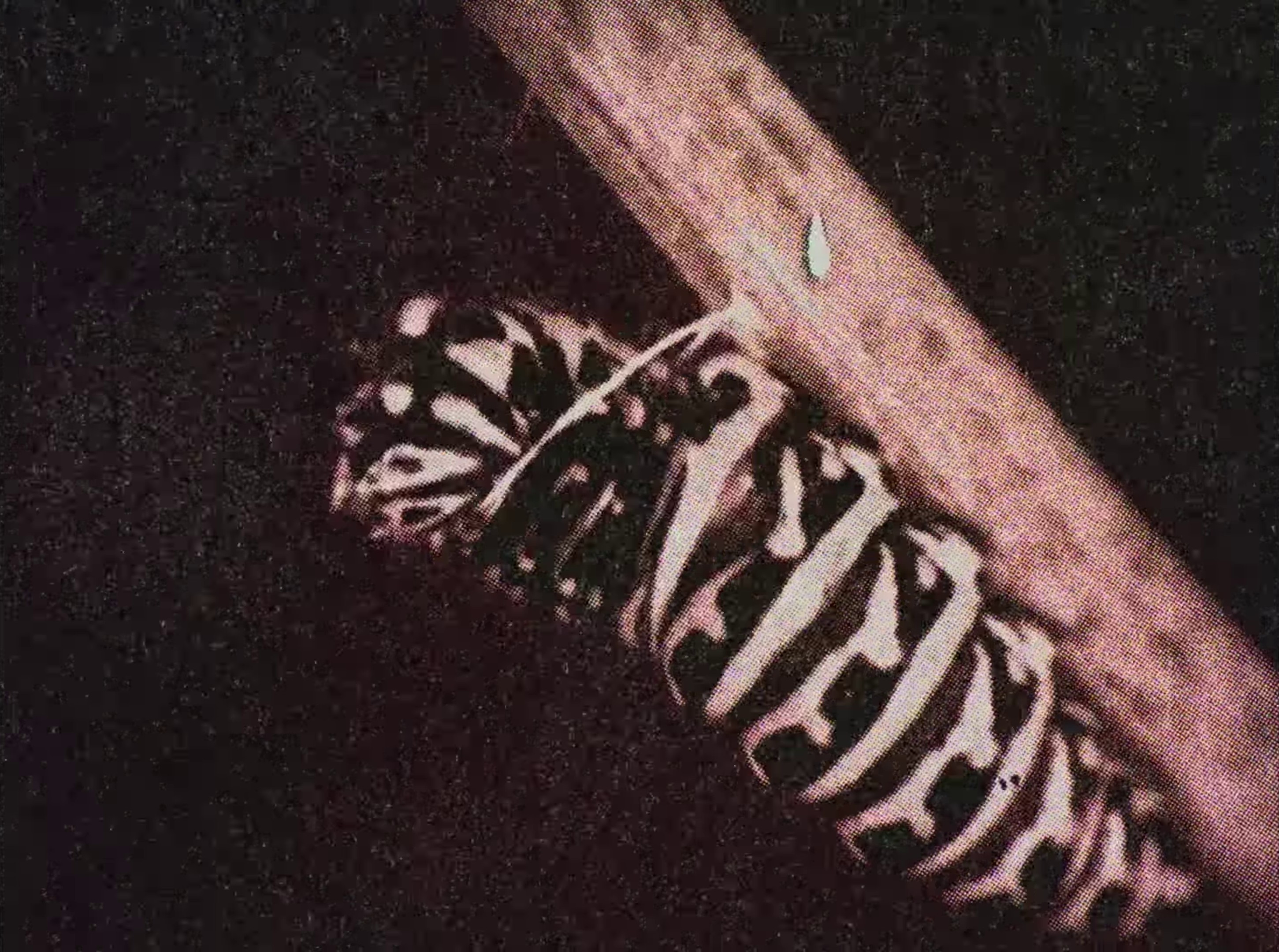 boys, bugs and men (2024) —  shot,  lighting