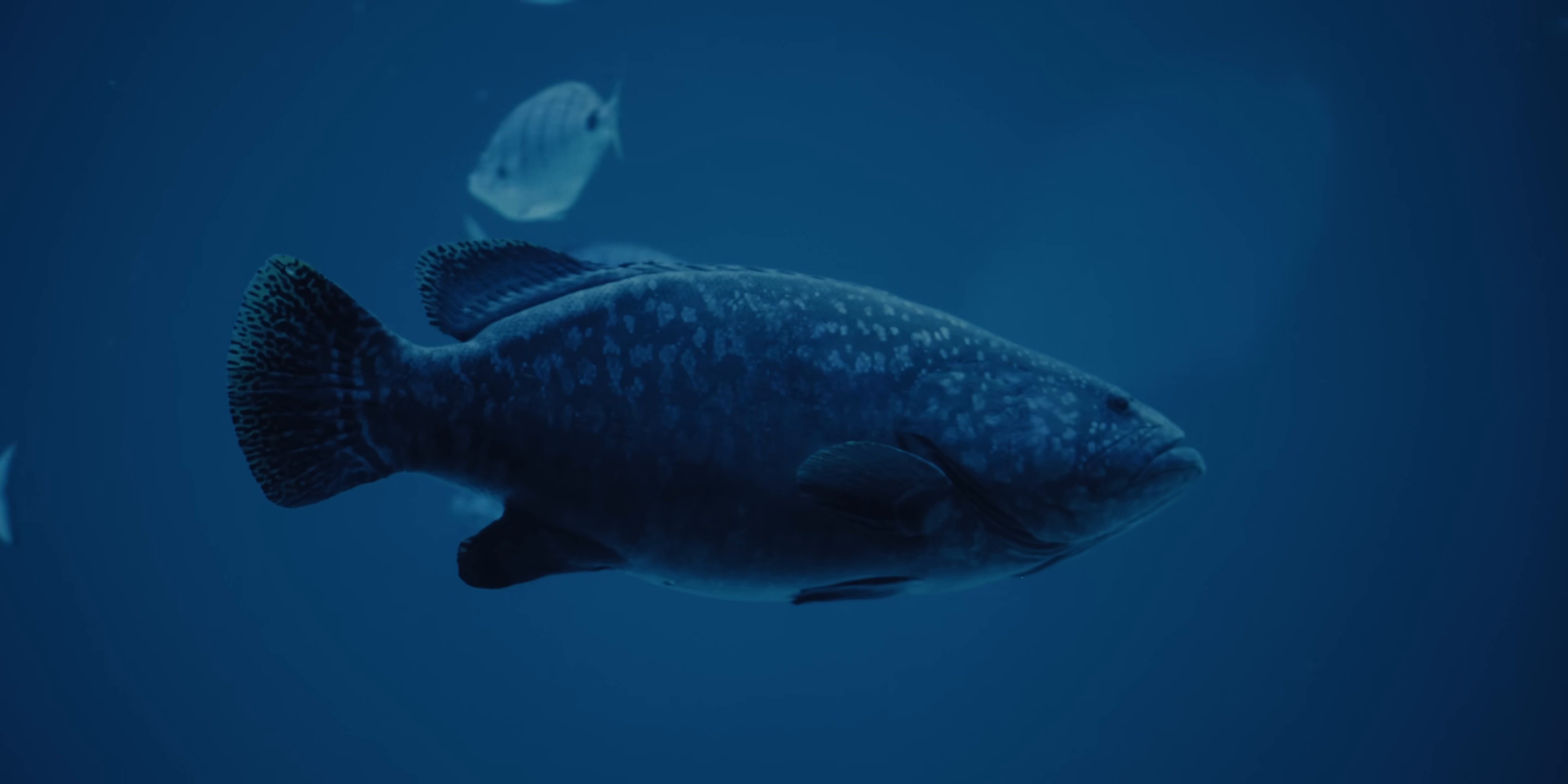 KASSANDRA (2024) —  shot,  lighting