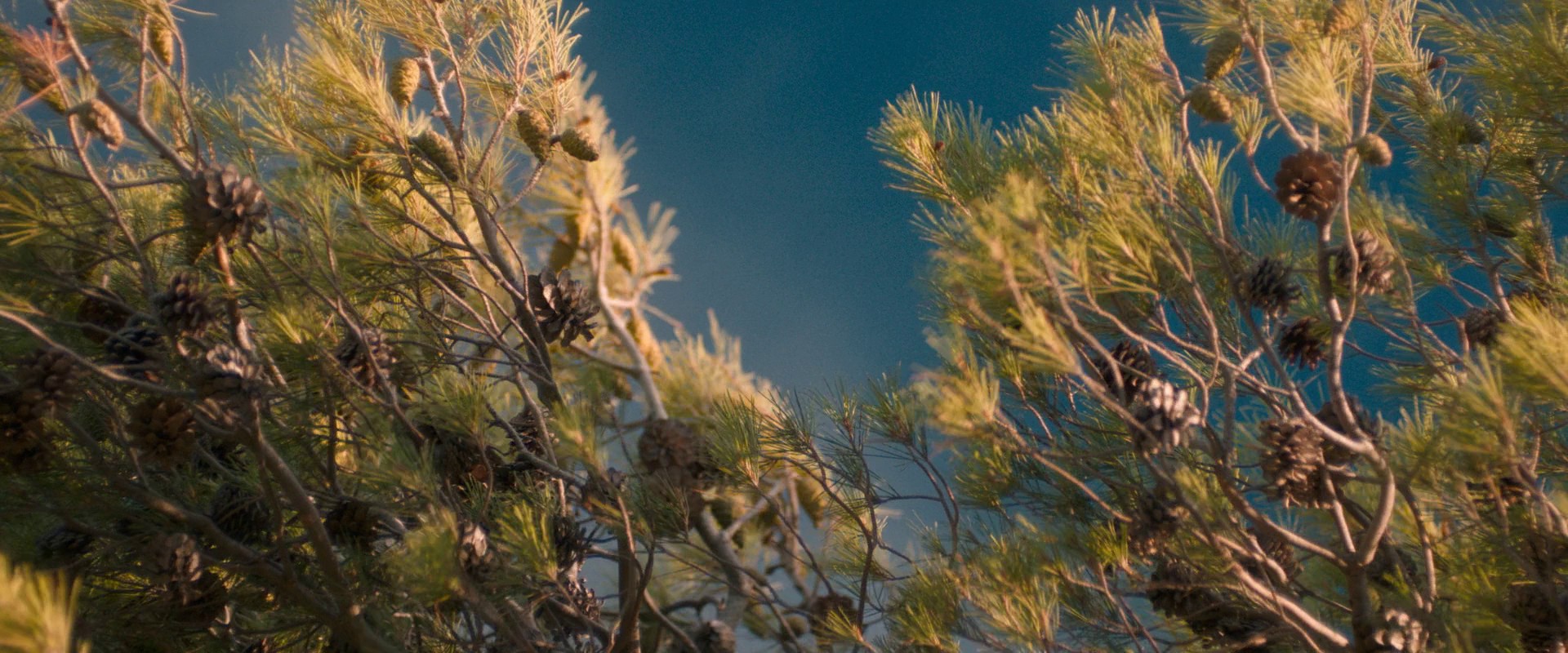 Cézanne et moi (2016) —  shot,  lighting