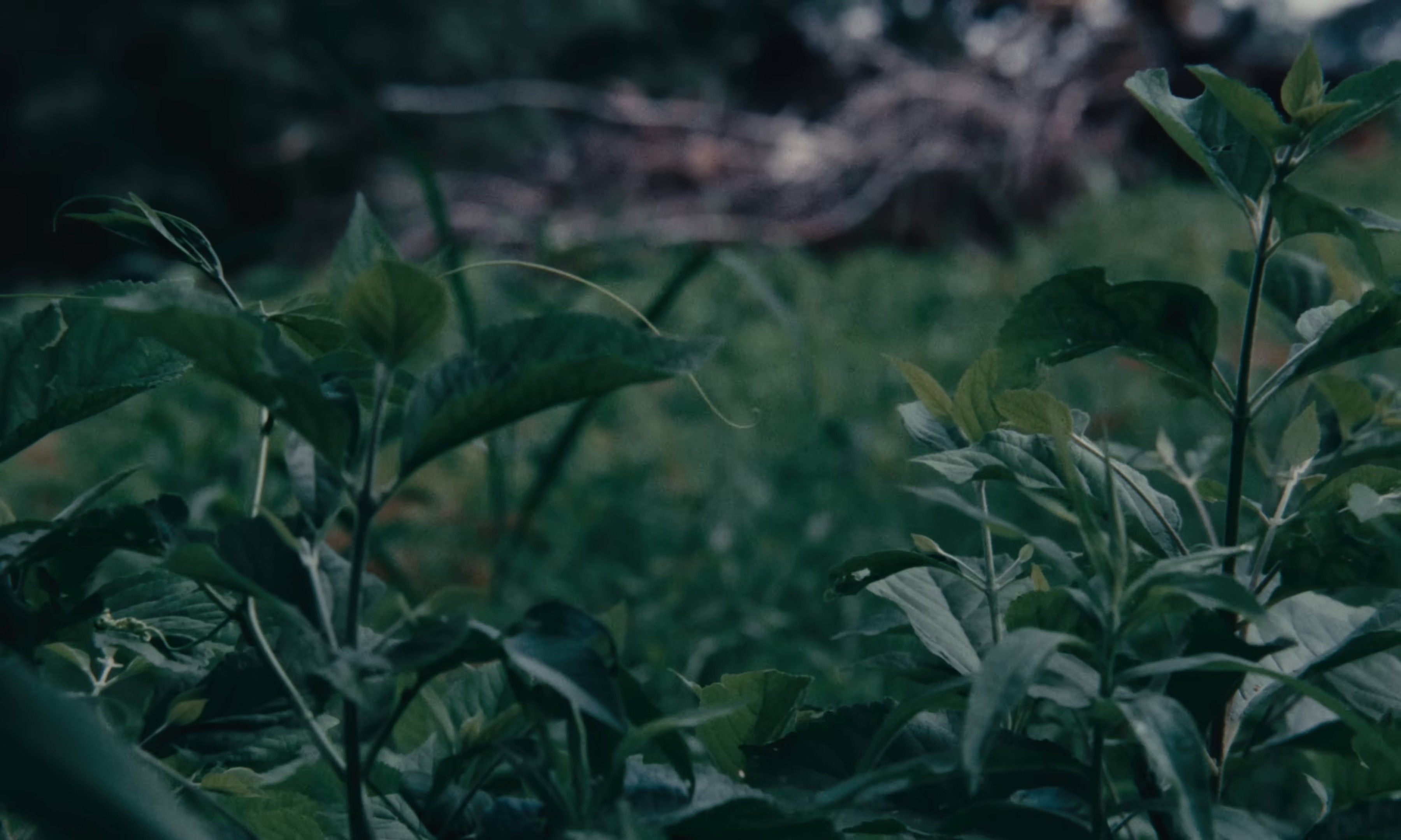 Begin The Sacrifice (2025) —  shot,  lighting