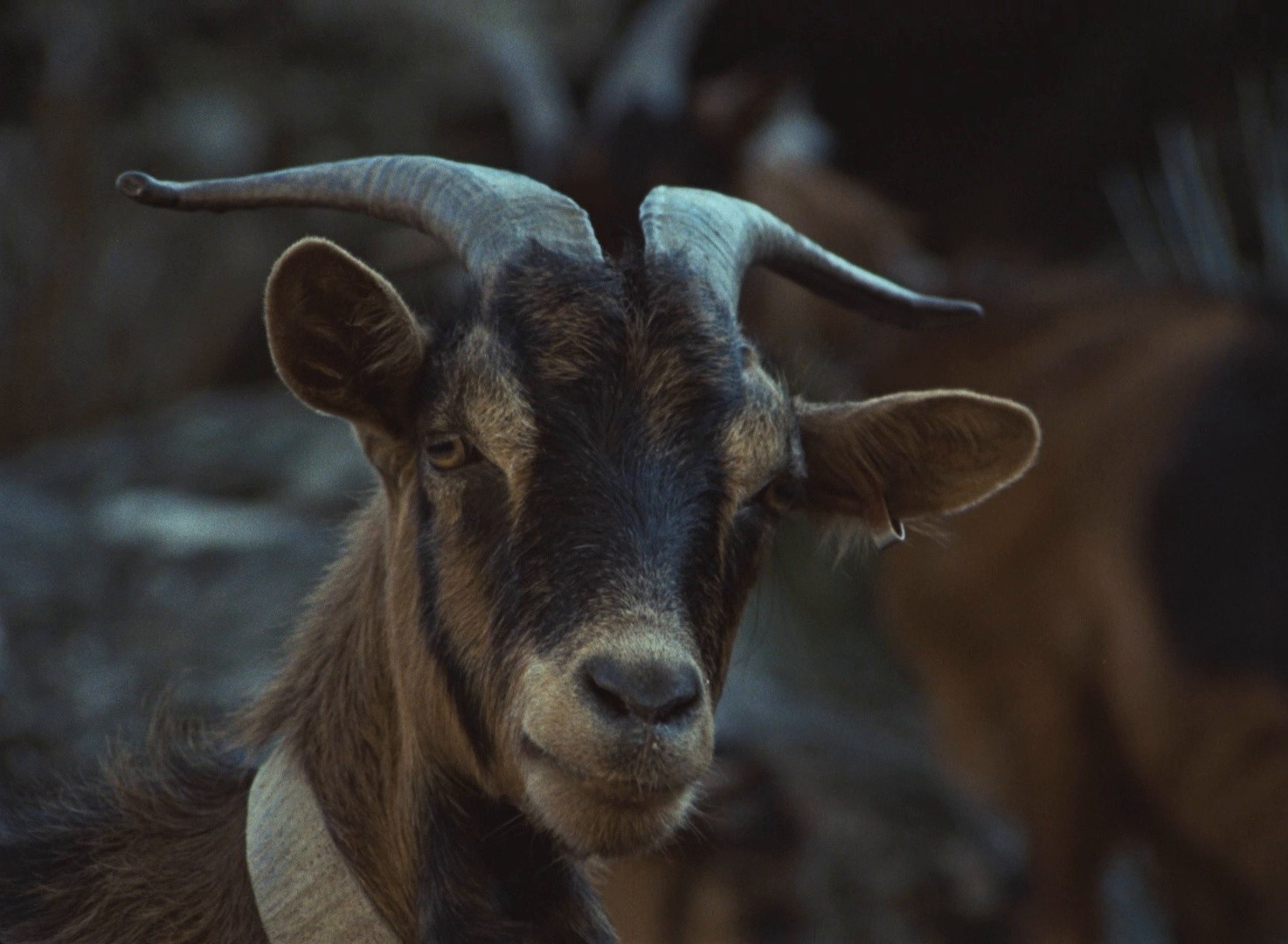 Trails (1978) —  shot,  lighting