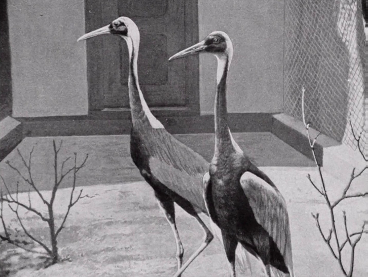 The Falls (1980) —  shot,  lighting