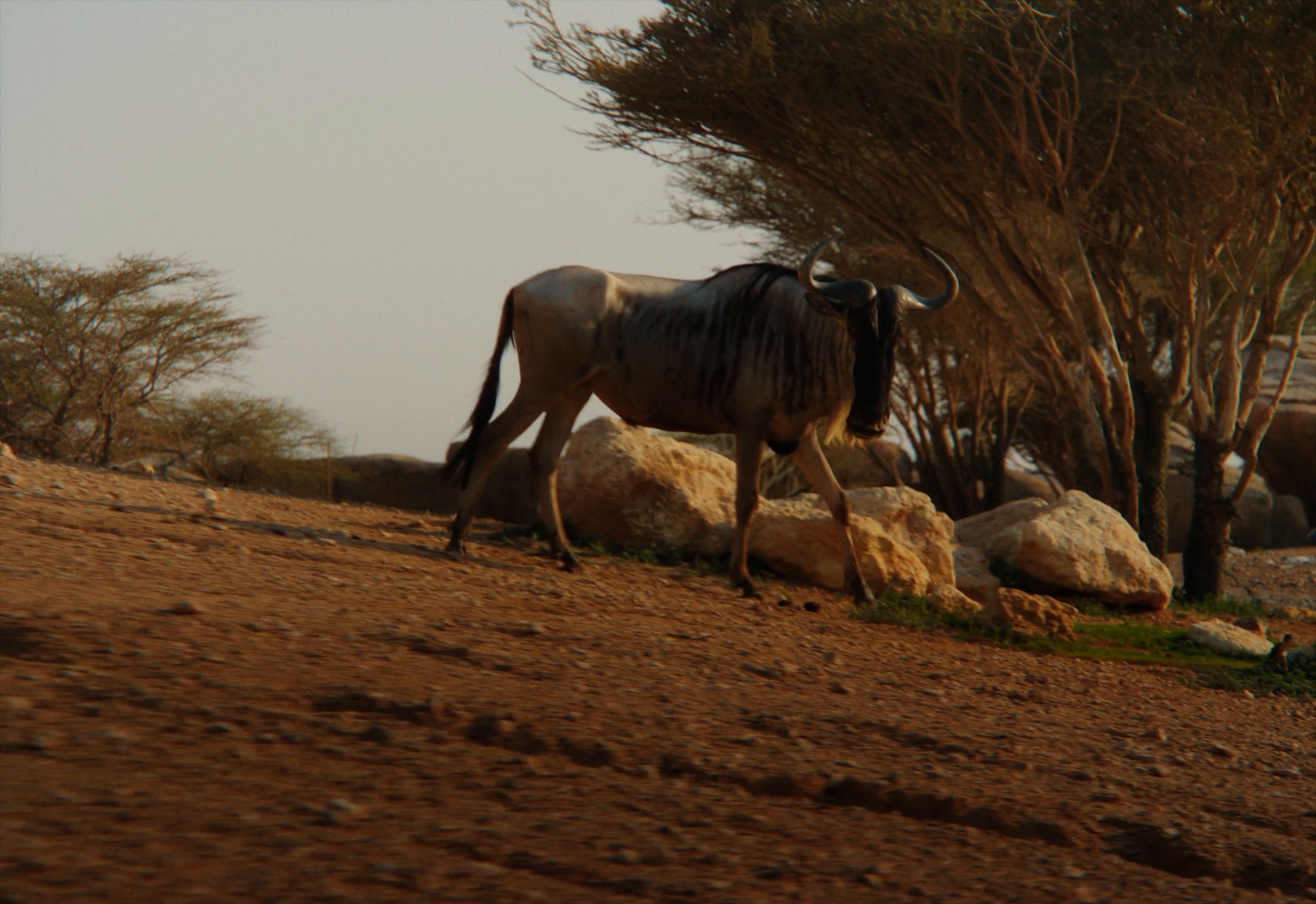 Experience Al Ain | Dir Cut (2025) —  shot,  lighting