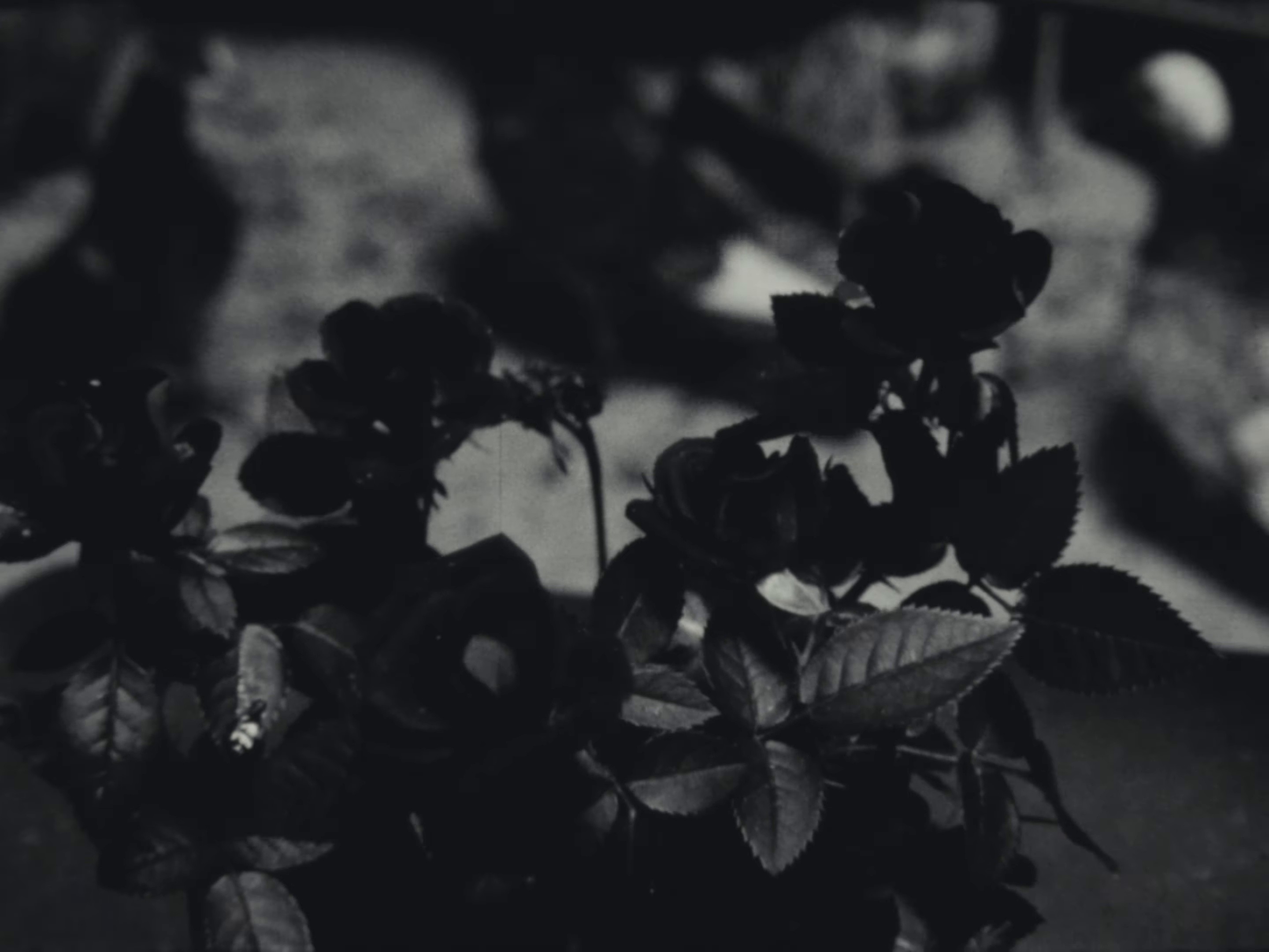 Red Roses (2024) —  shot,  lighting