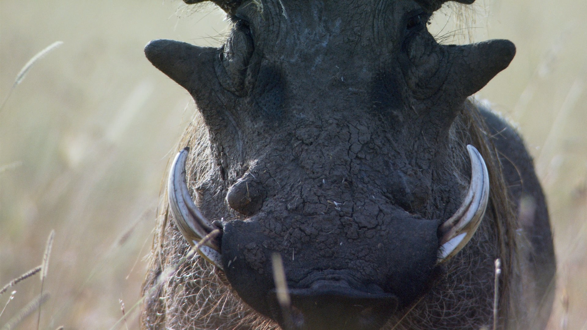 African Cats (2011) —  shot,  lighting