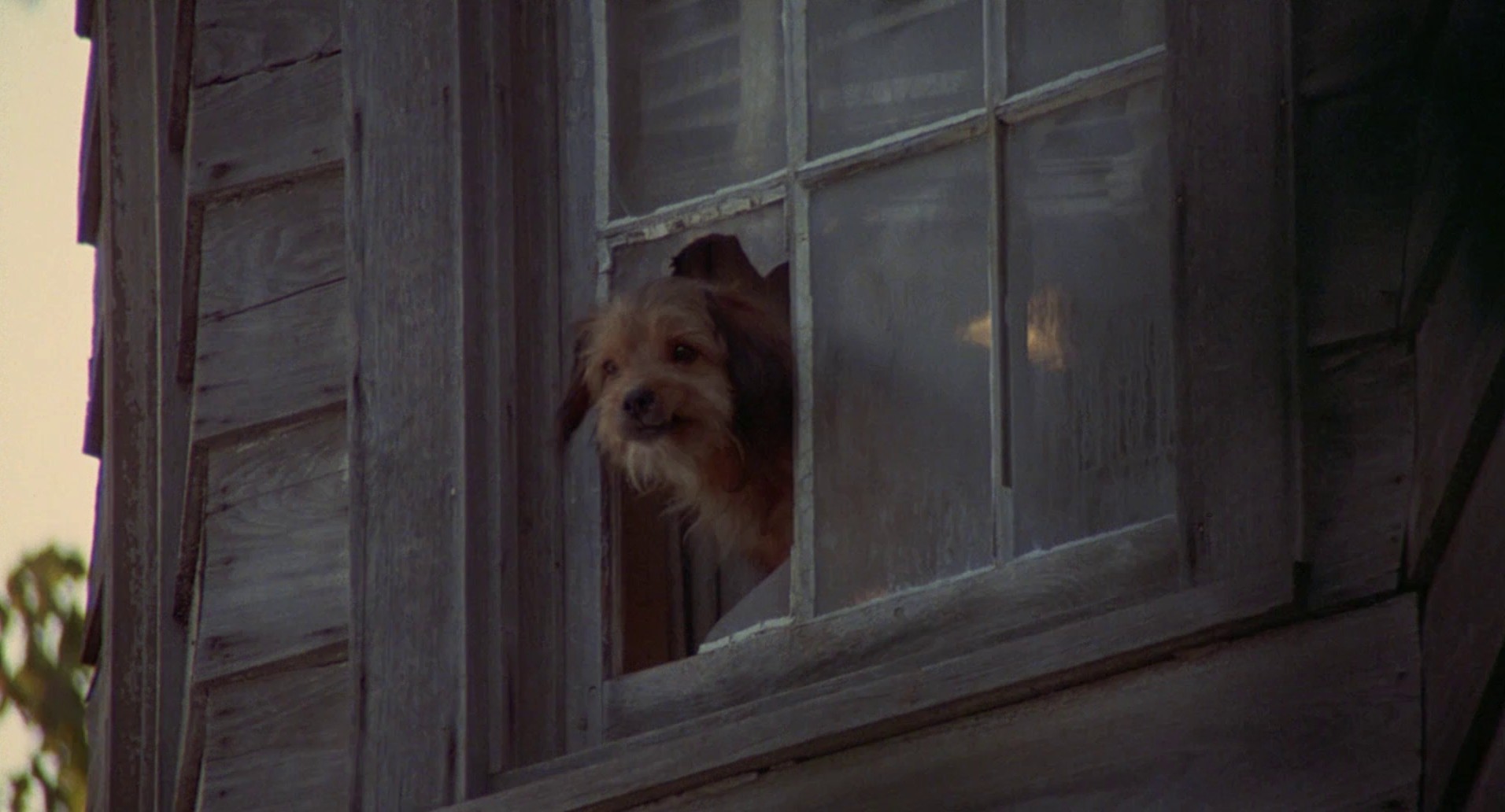 Benji (1974) —  shot,  lighting