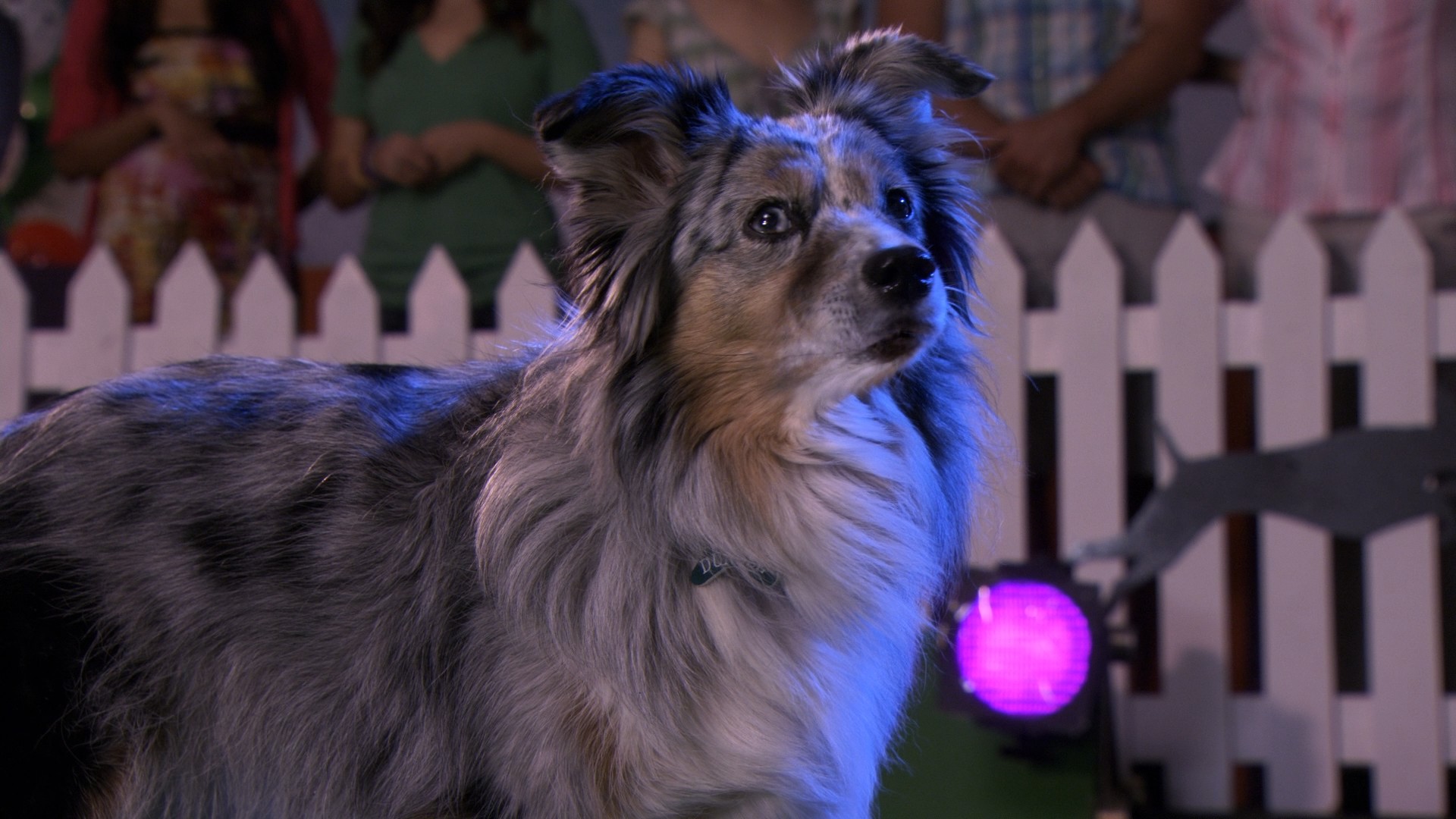 Marley & Me: The Puppy Years (2011) —  shot,  lighting