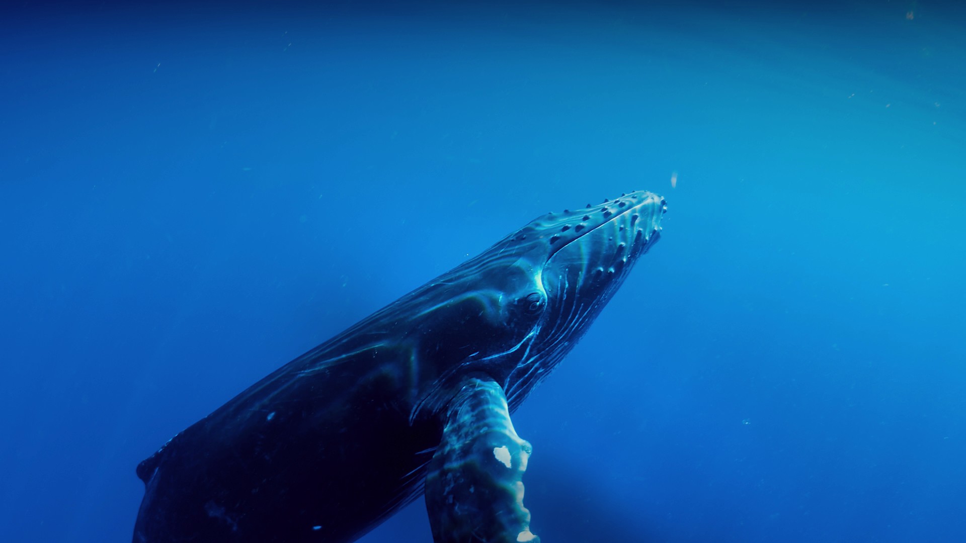 Humpback Whales (2015) —  shot,  lighting