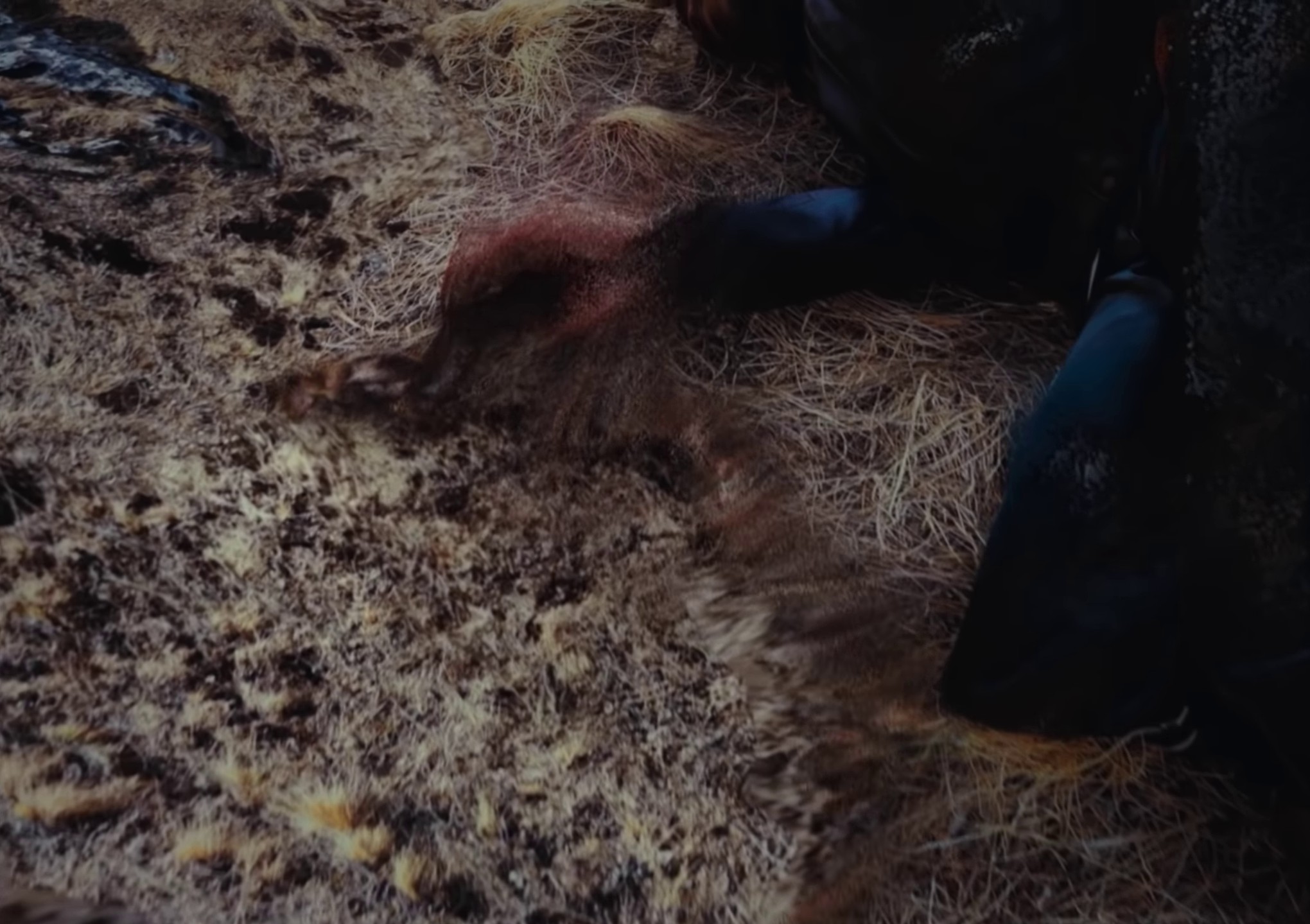 Loyal (2022) —  shot,  lighting