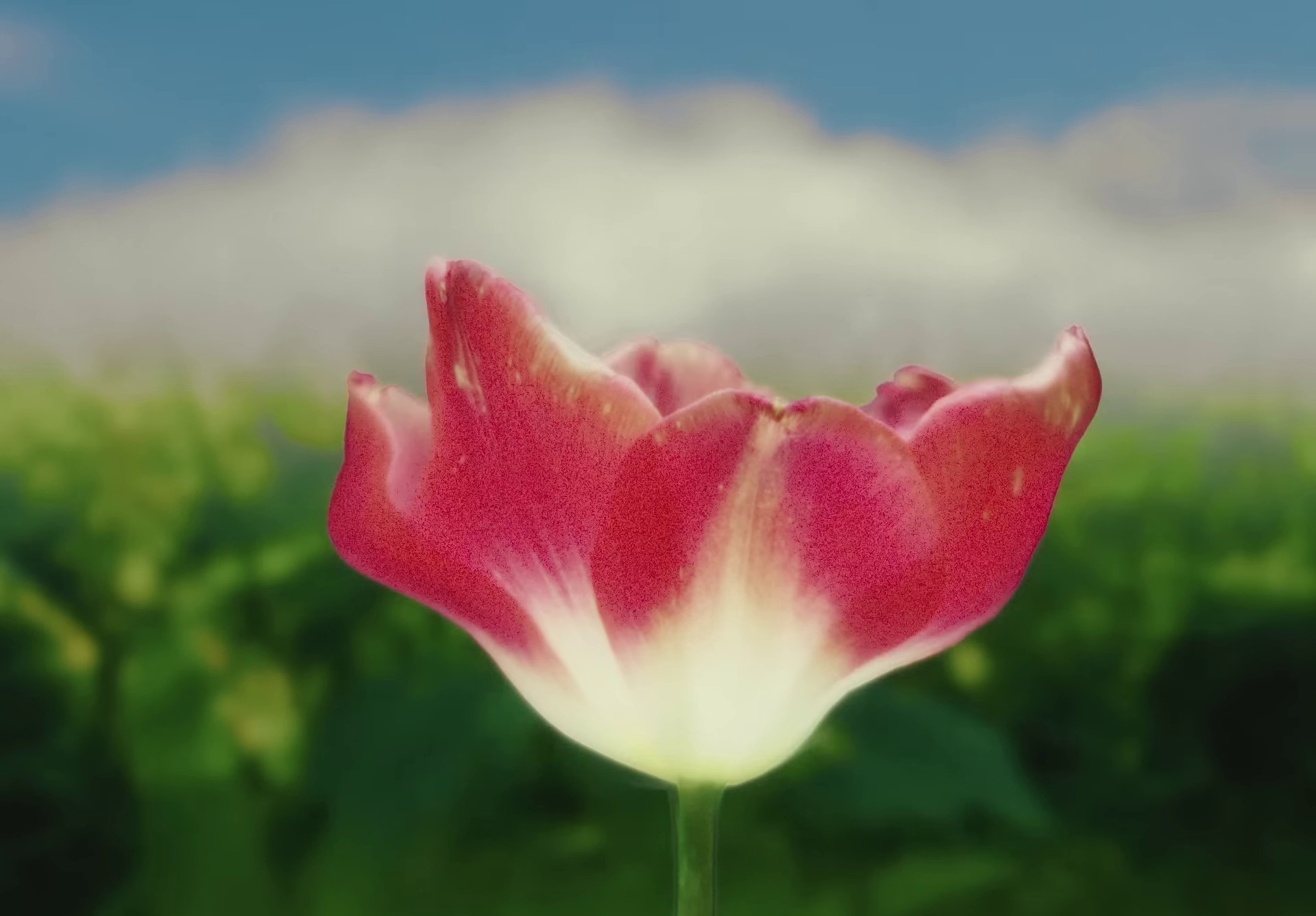 Pluto (2024) —  shot,  lighting