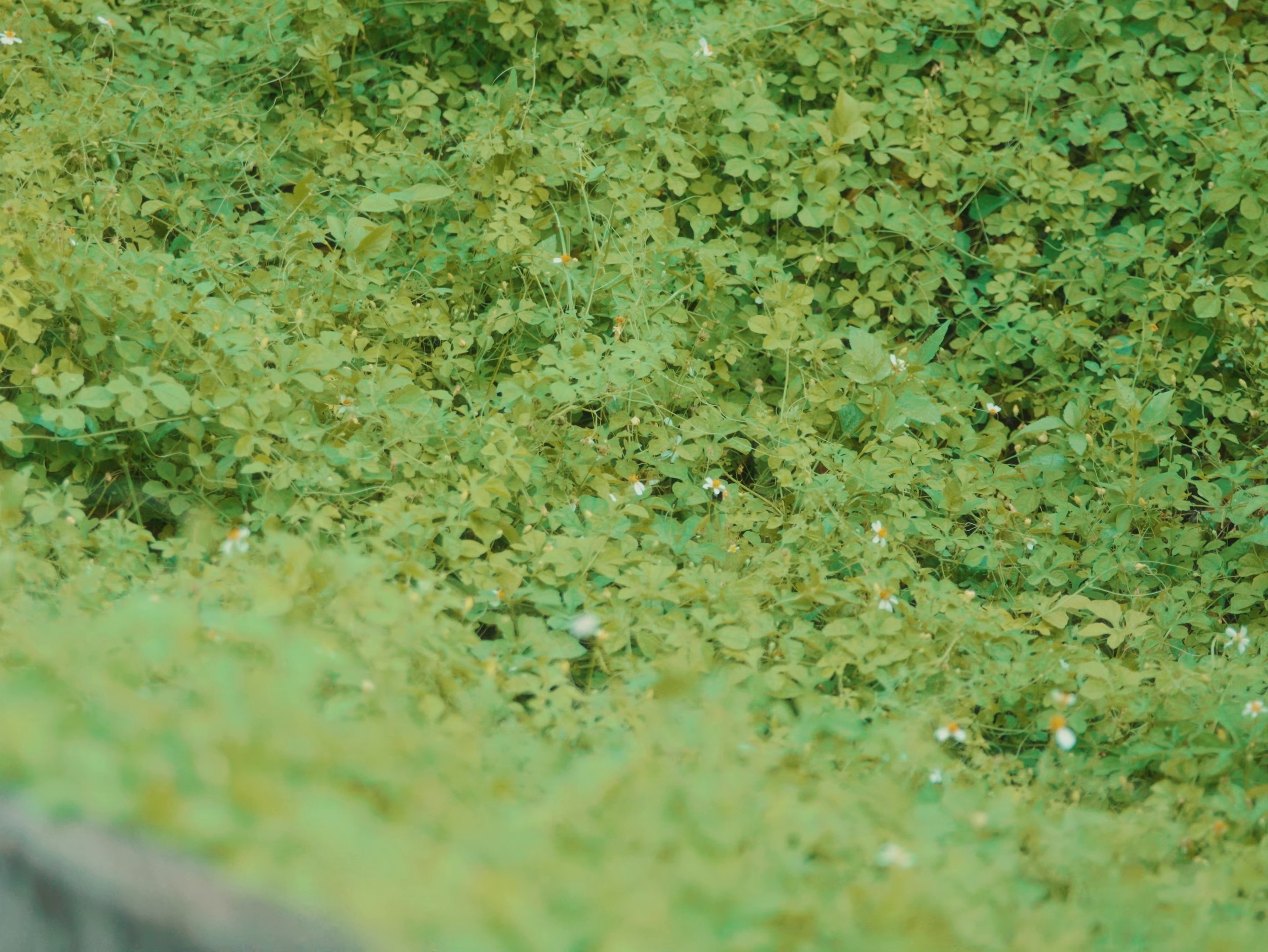 Gondwana (2024) —  shot,  lighting