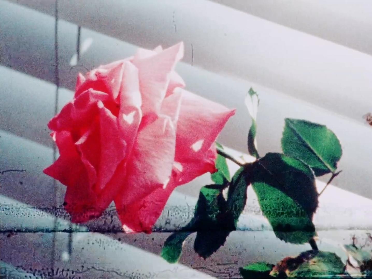 Requiem for Sally (1979) —  shot,  lighting