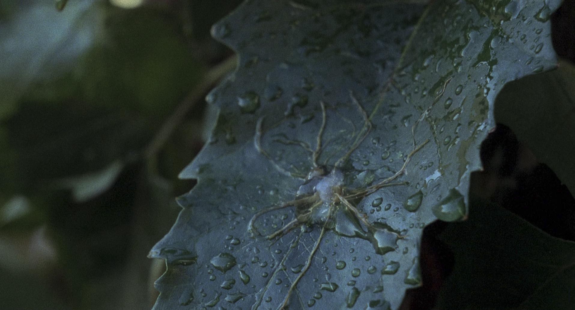 Invasion of the Body Snatchers (1978) —  shot,  lighting