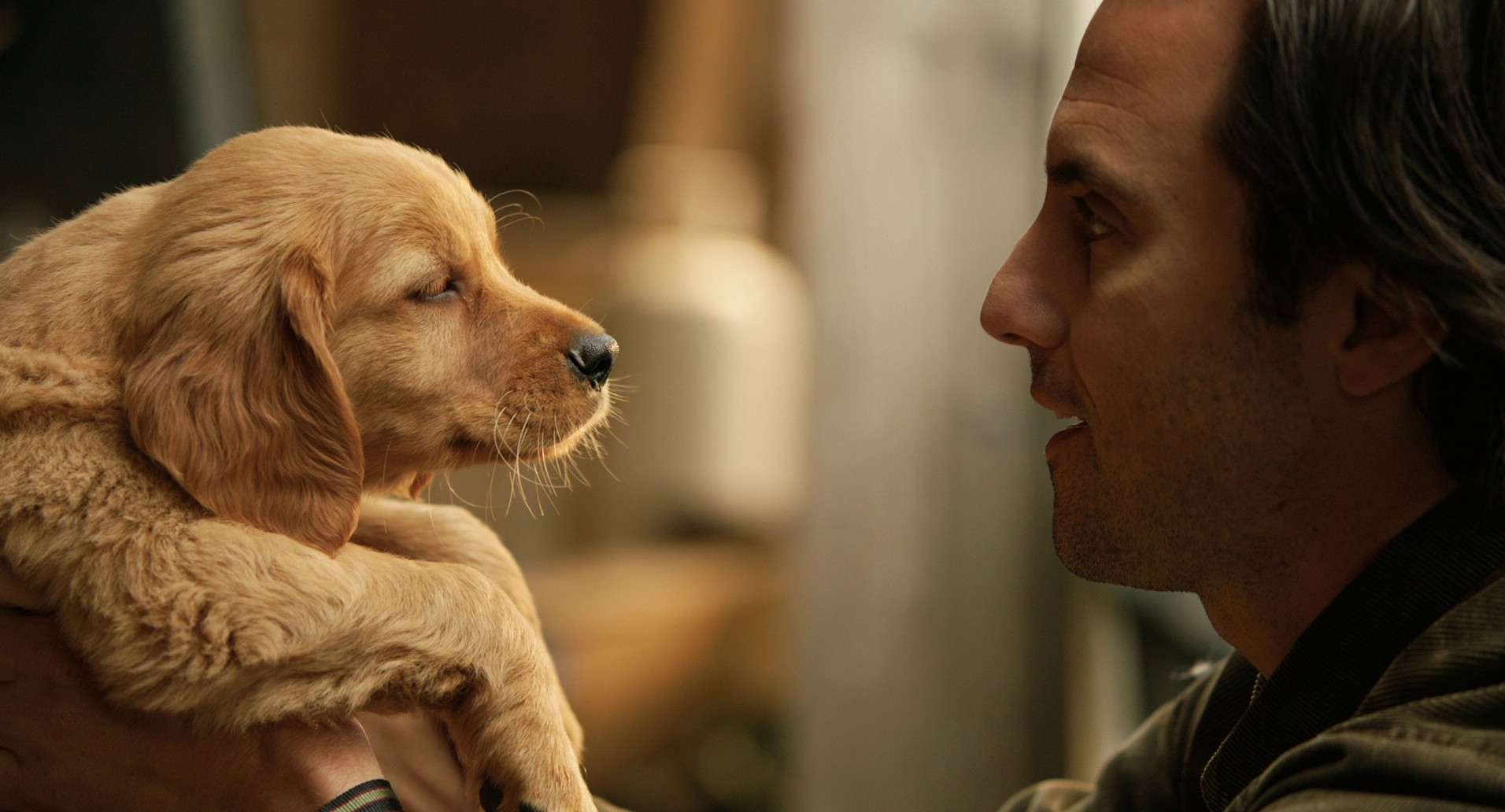 The Art of Racing in the Rain (2019) —  shot,  lighting