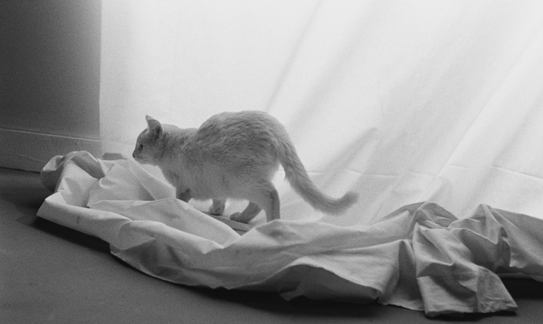 L'Italien des Roses (1973) —  shot,  lighting