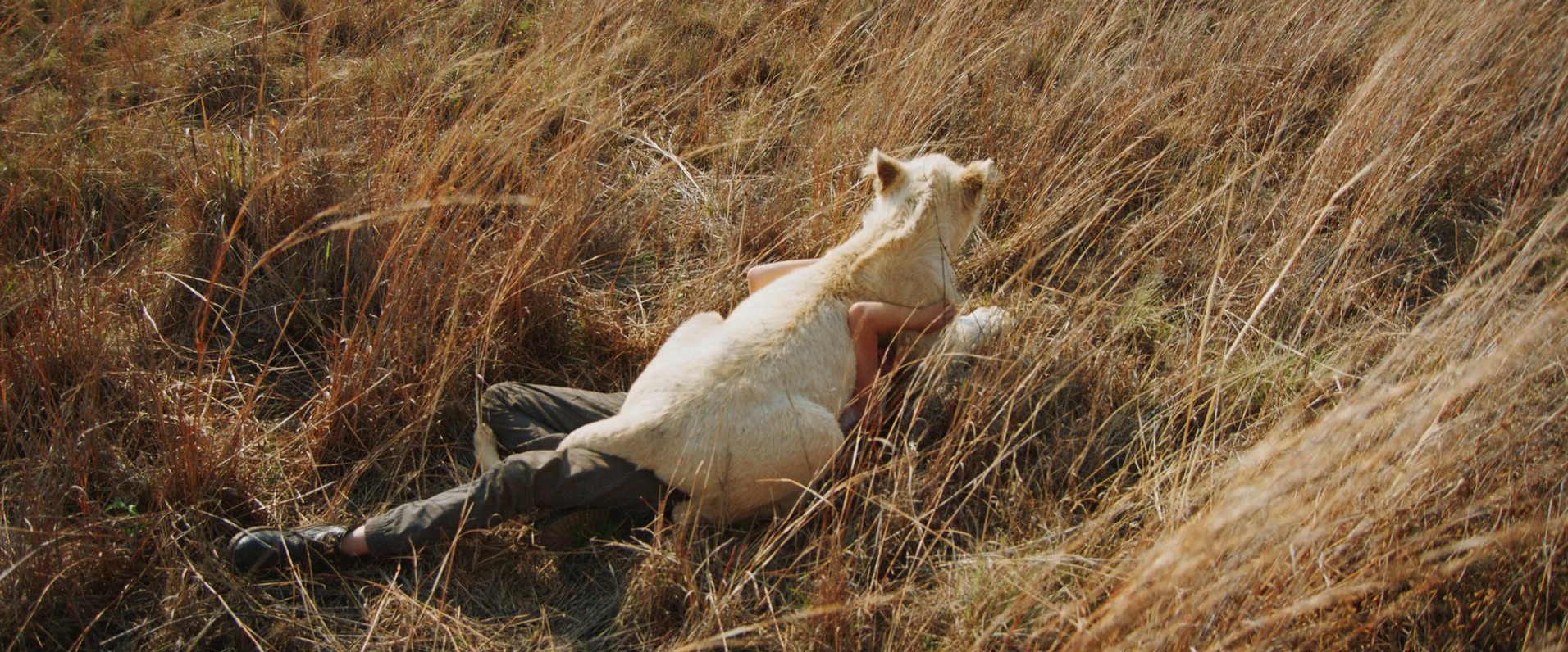 Mia and the White Lion (2018) —  shot,  lighting