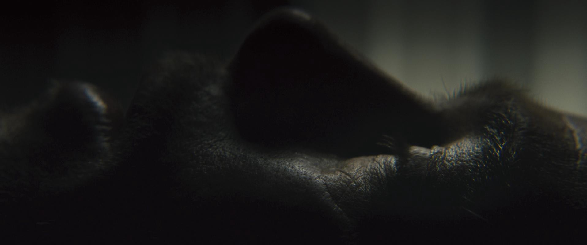 World War Z (2013) —  shot,  lighting