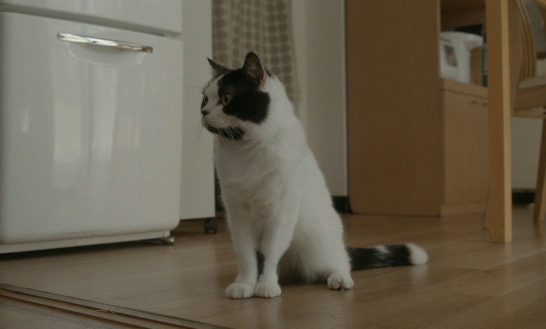 Neko wa Nigeta (2022) —  shot,  lighting