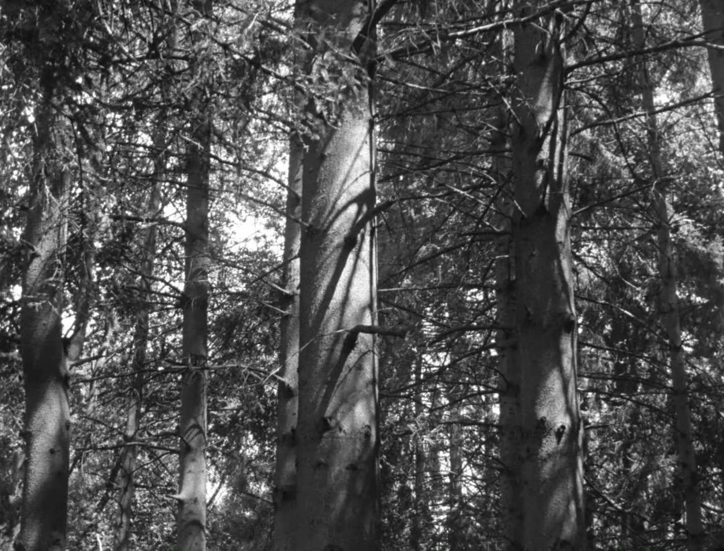 Knock Out Ginger (2014) —  shot,  lighting