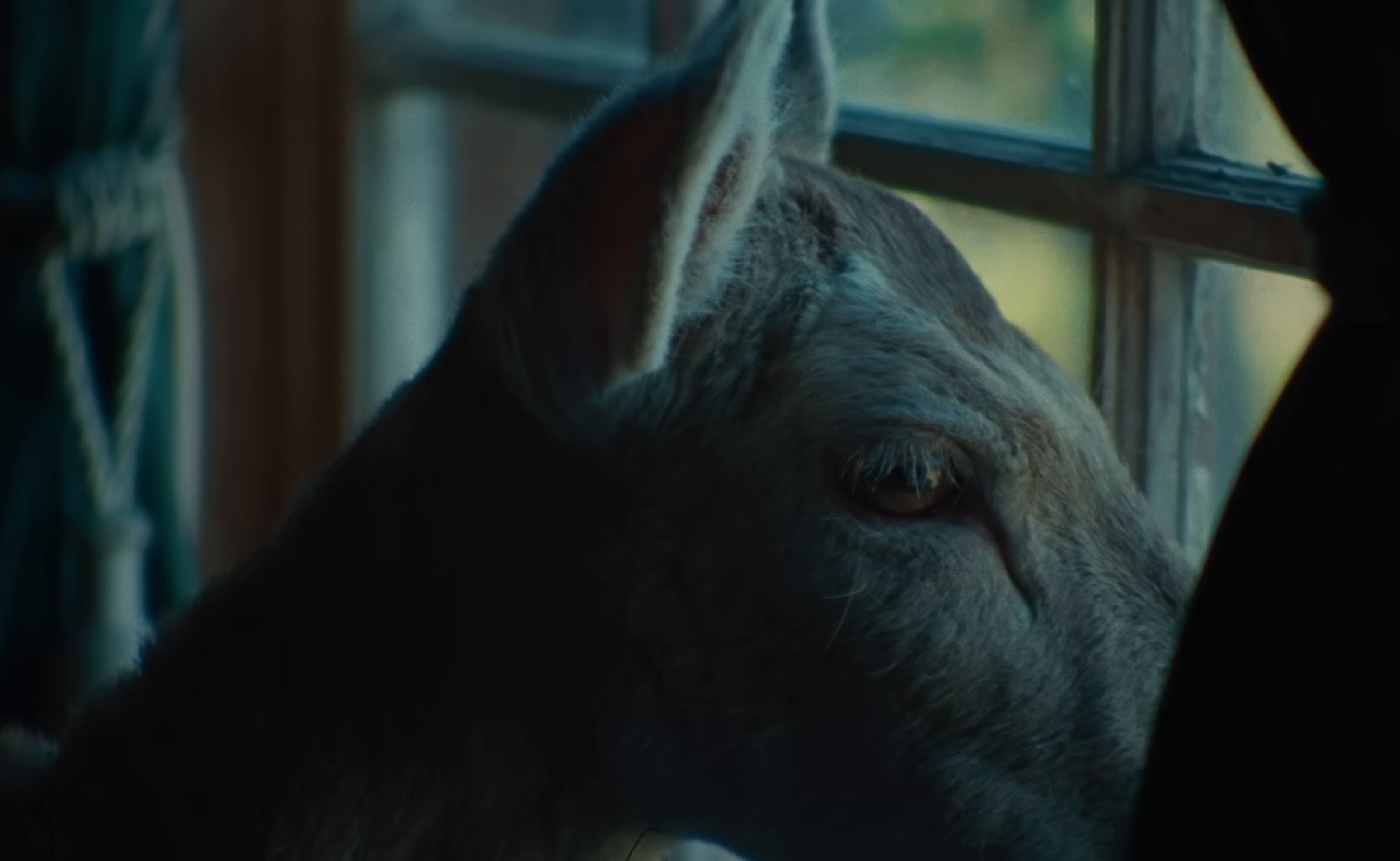 Trophy Hunting (2025) —  shot,  lighting