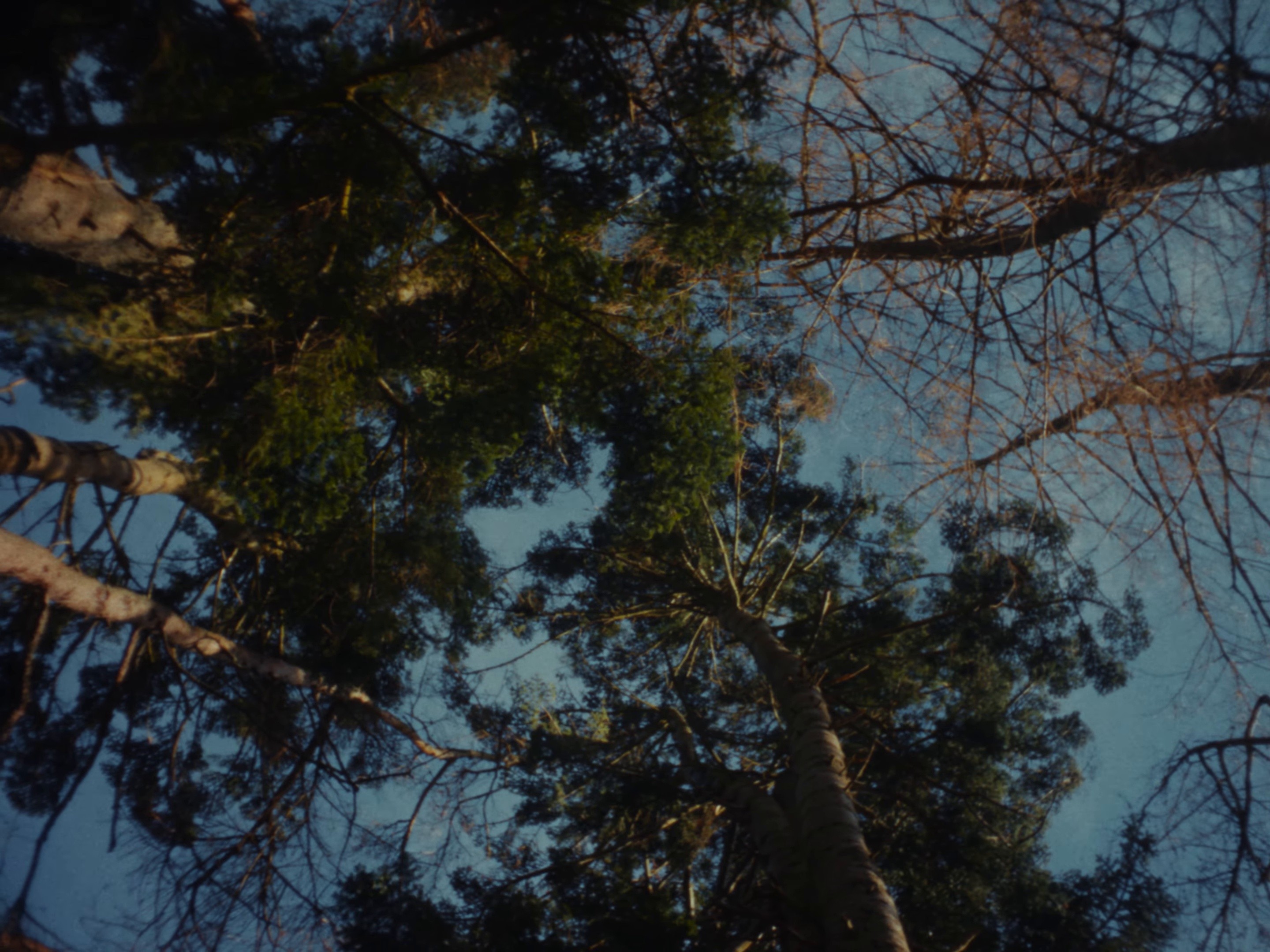 A Ffern Fairytale – Spring 25 (2025) —  shot,  lighting