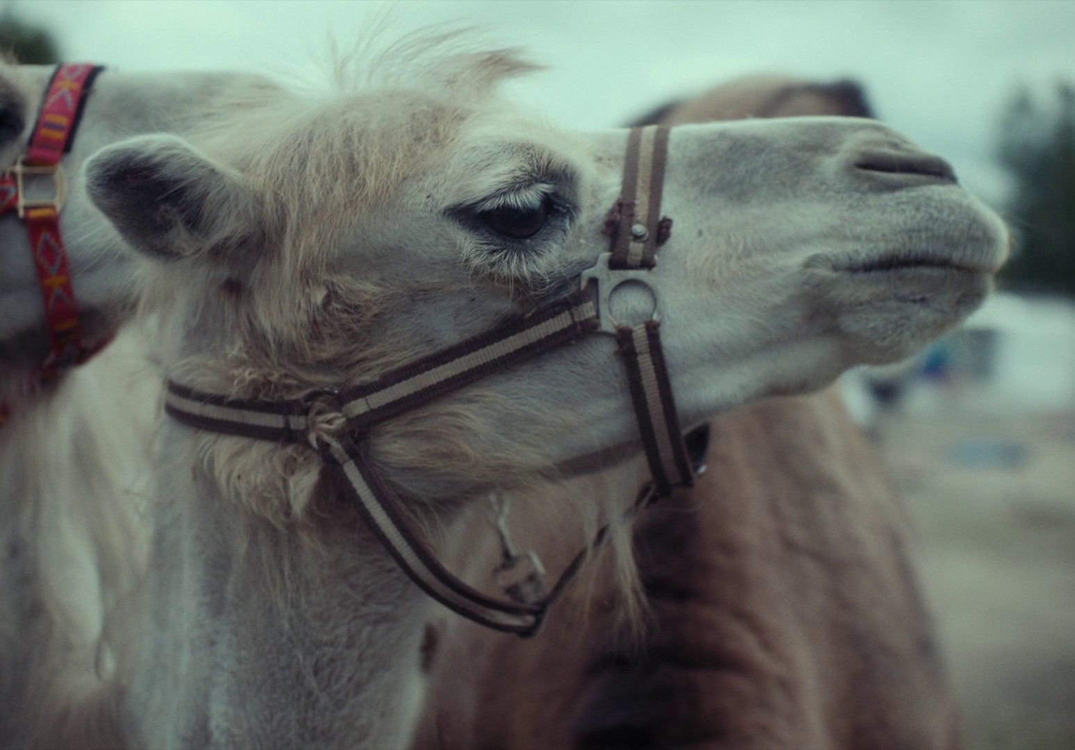 EO (2022) —  shot,  lighting