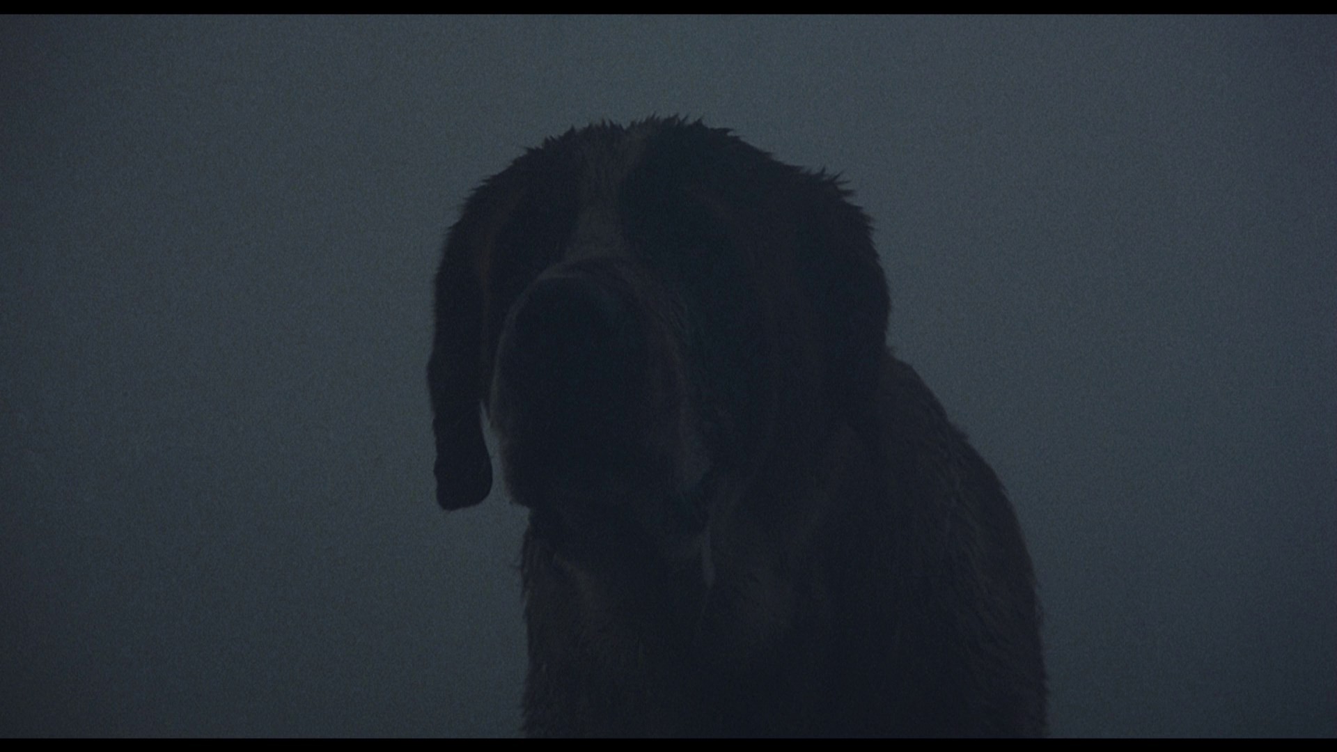 Cujo (1983) —  shot,  lighting