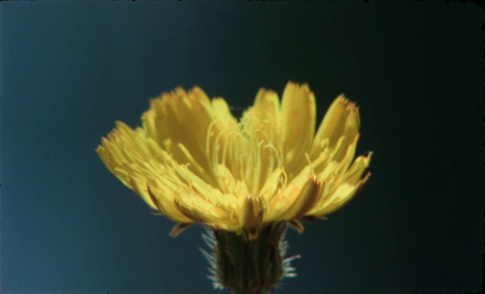 VOY CRECIENDO (2025) —  shot,  lighting