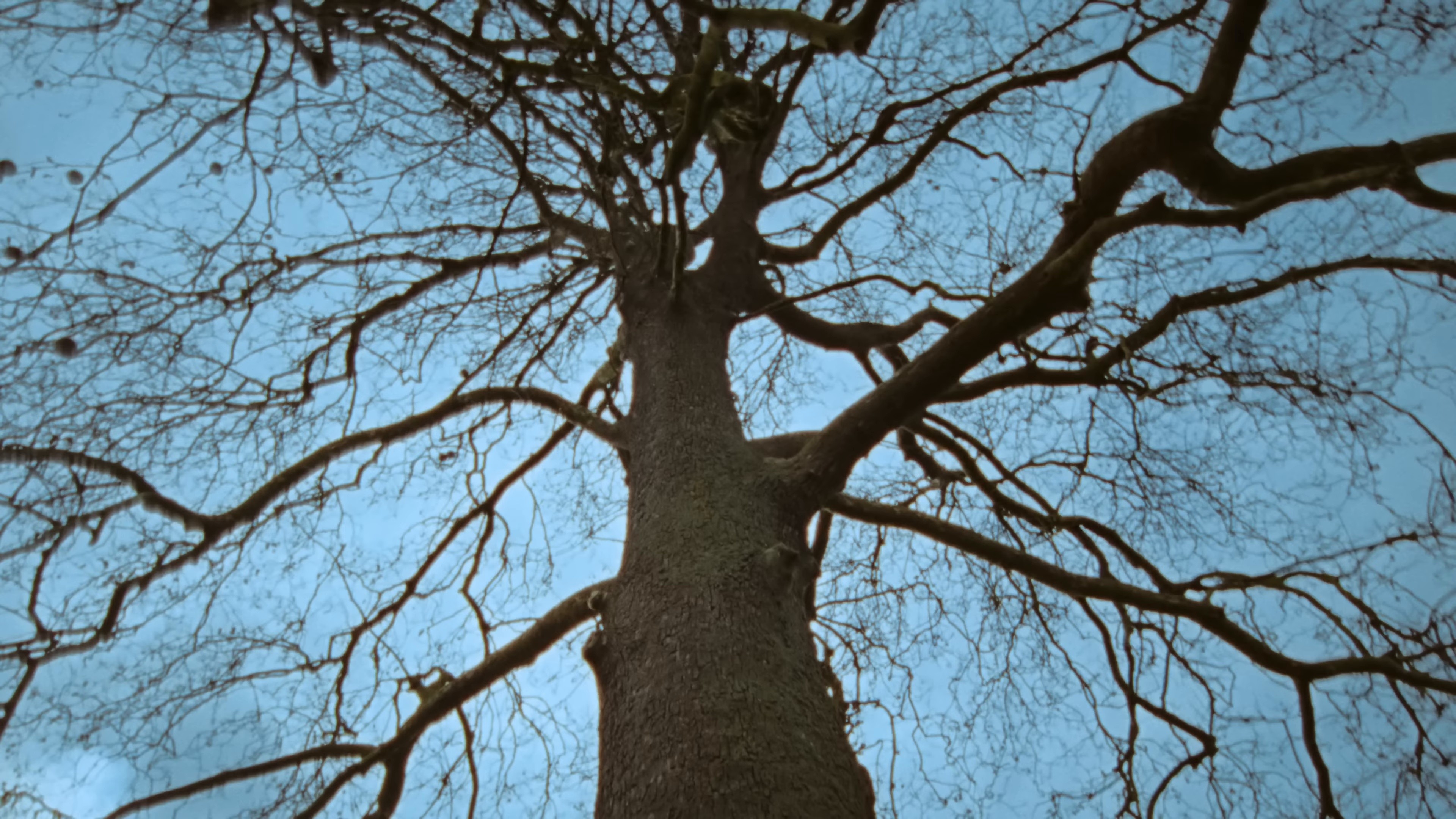 Suzanne (2025) —  shot,  lighting