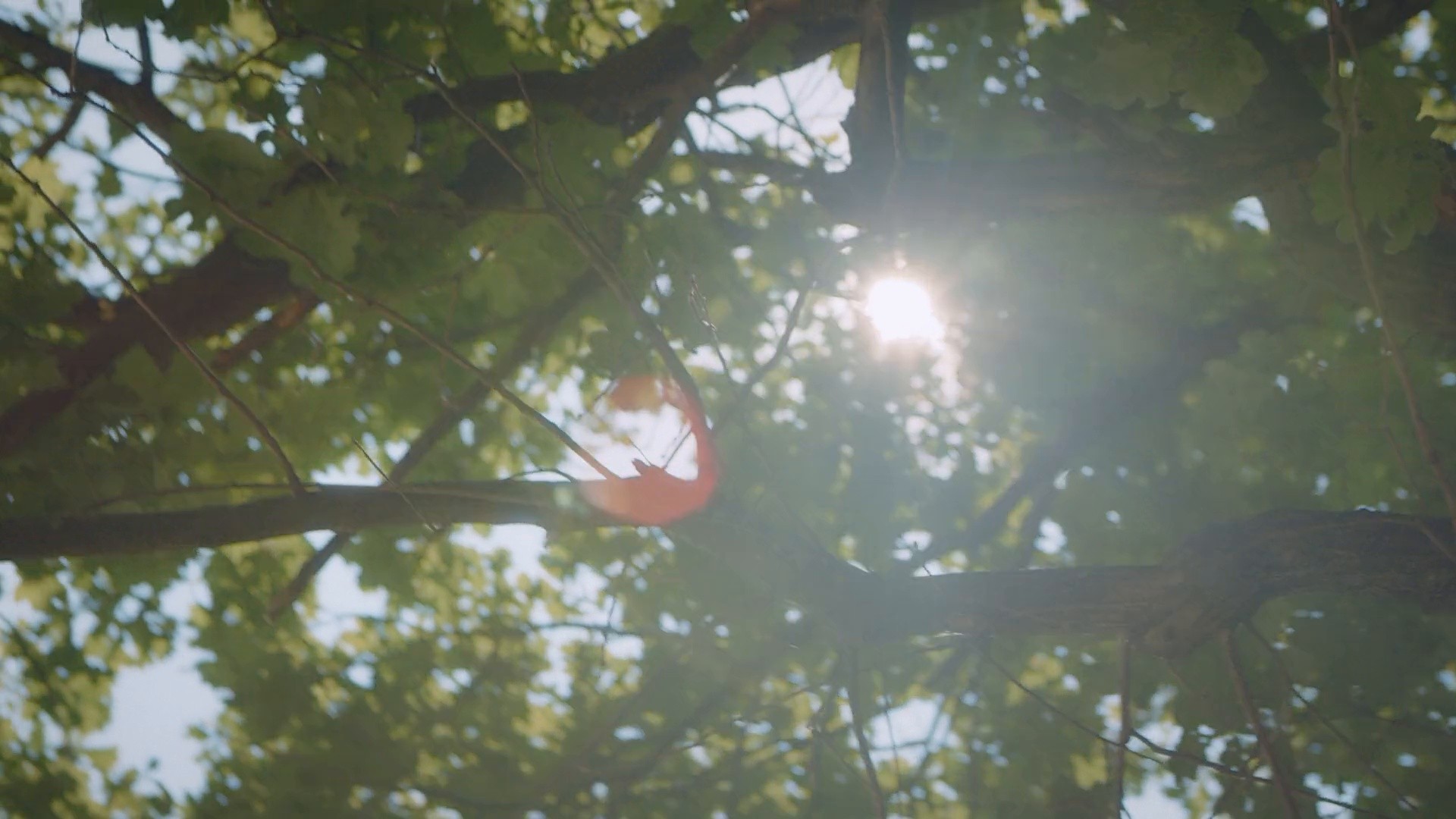 Saugella (2020) —  shot,  lighting