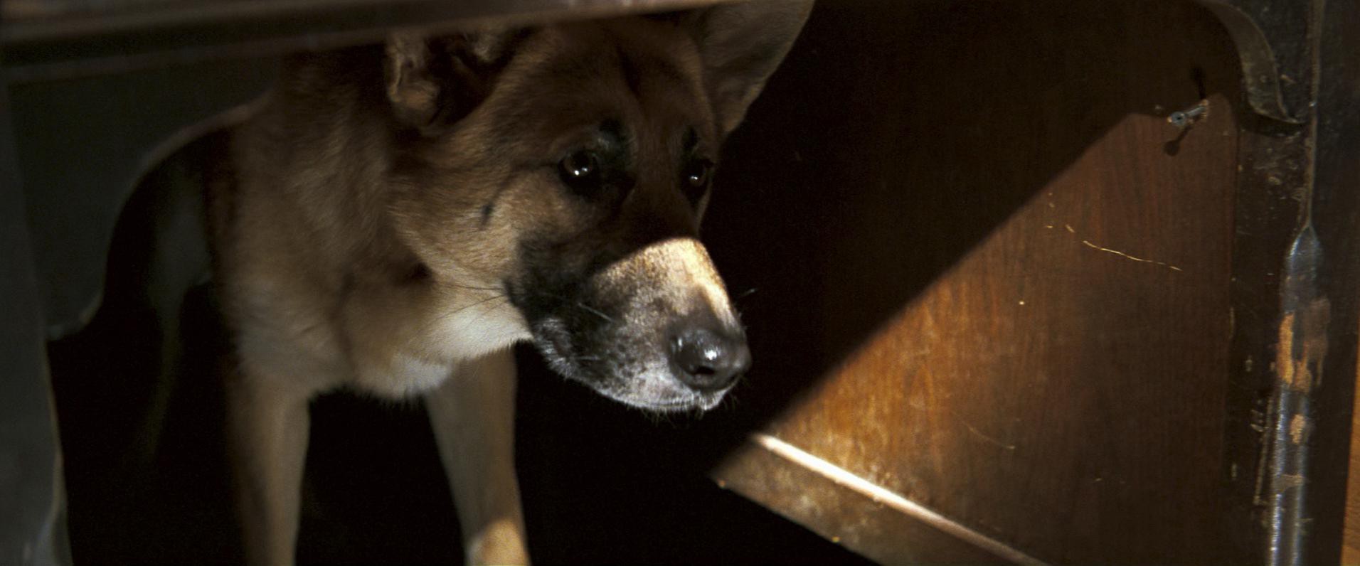 I Am Legend (2007) —  shot,  lighting