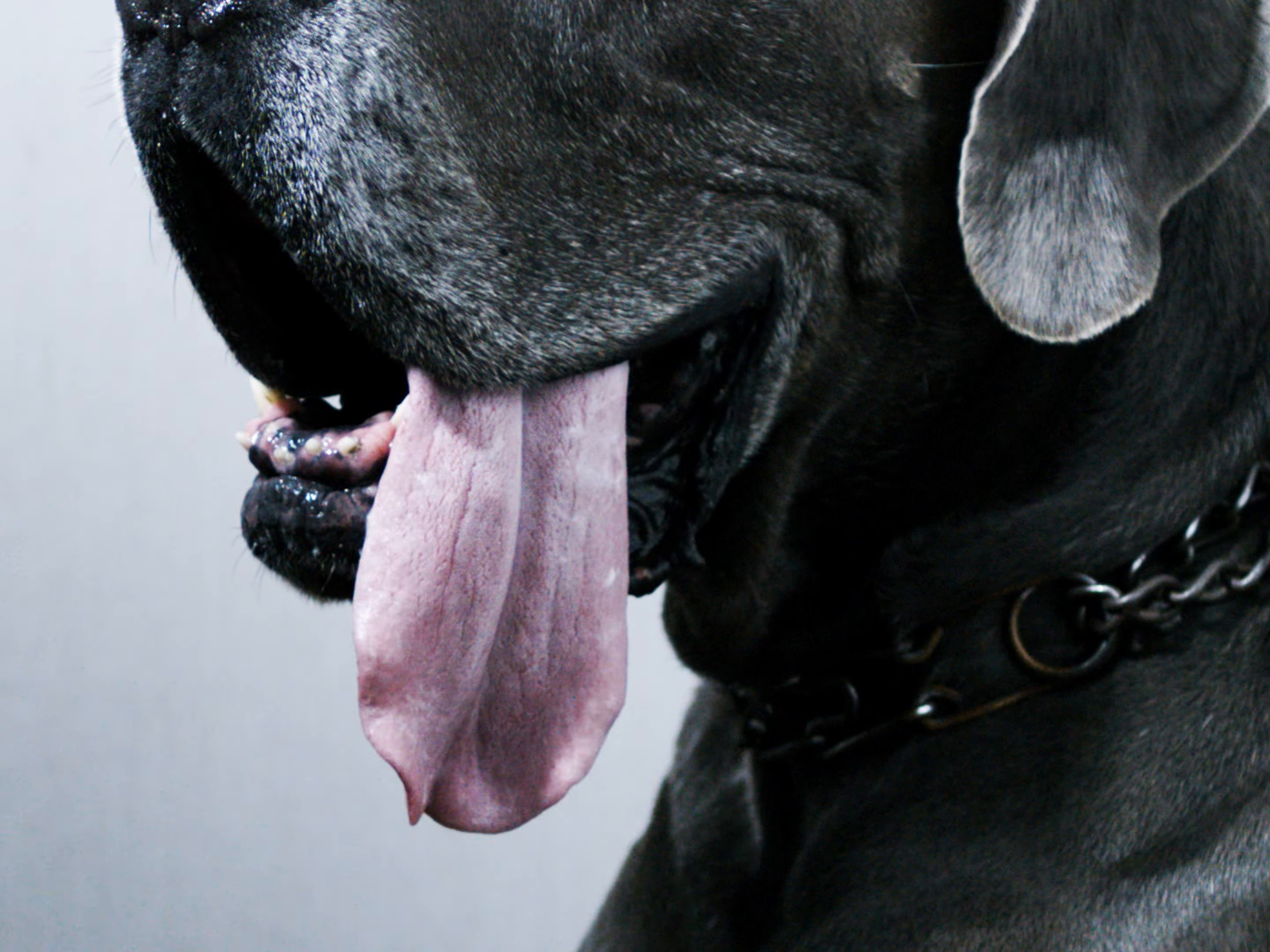 Piano and Great Danes (2025) —  shot,  lighting