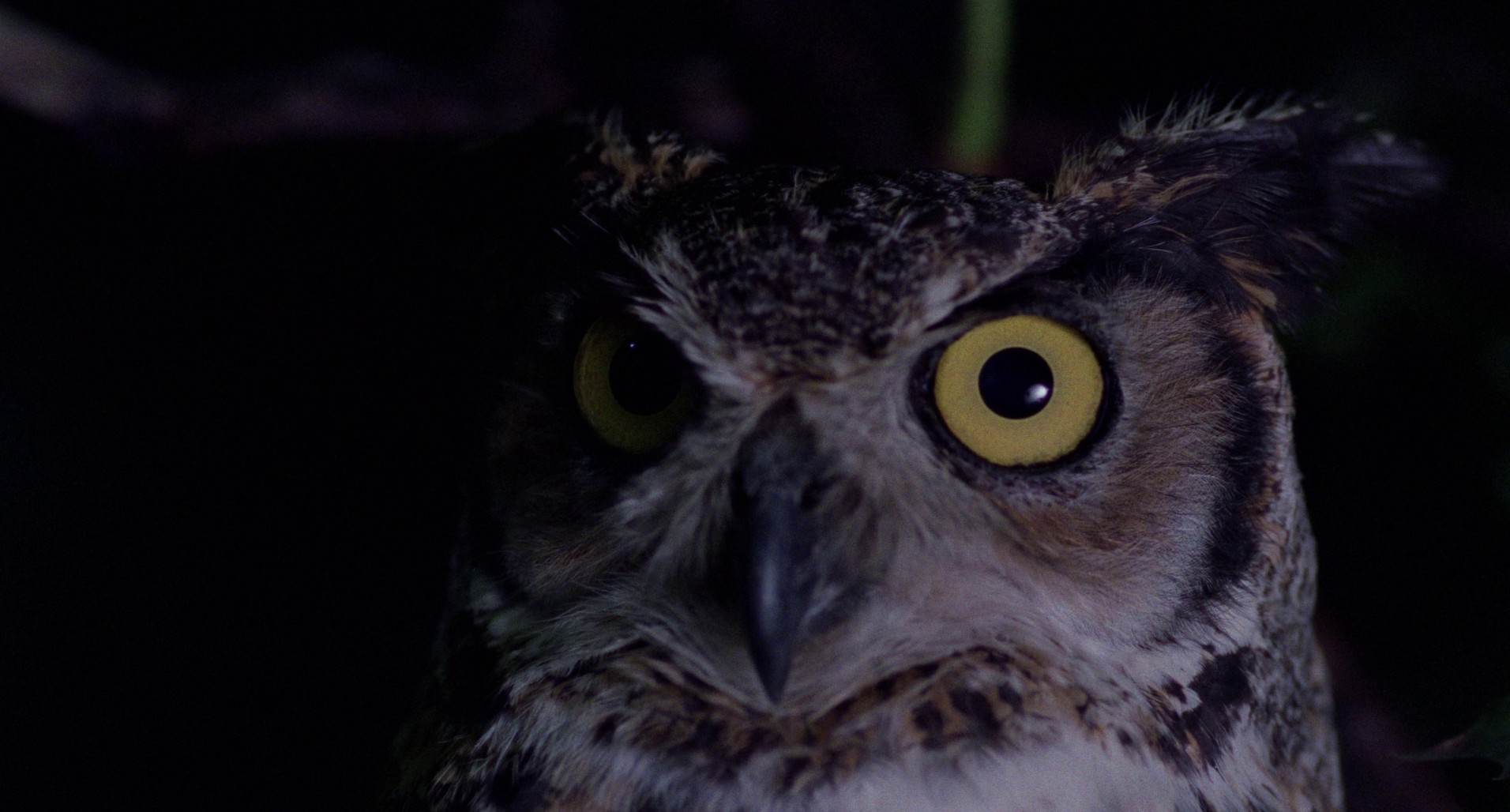 Deadly Manor (1990) —  shot,  lighting