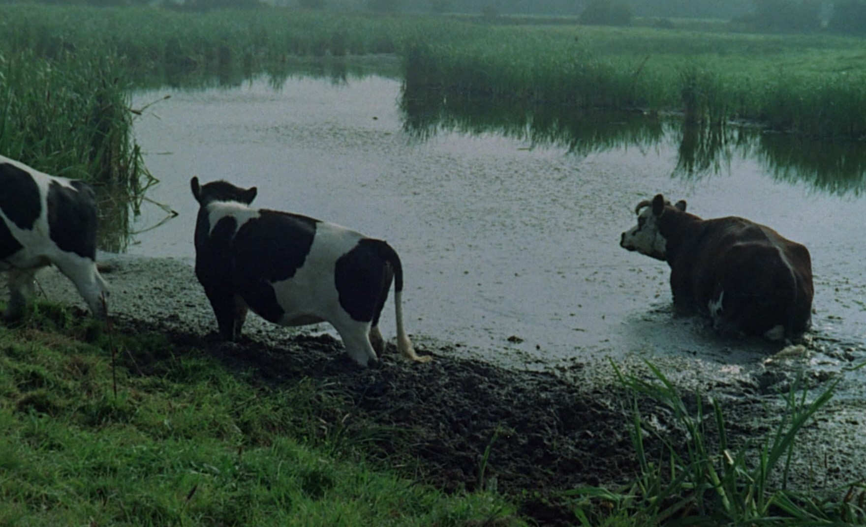 La horse (1970) —  shot,  lighting