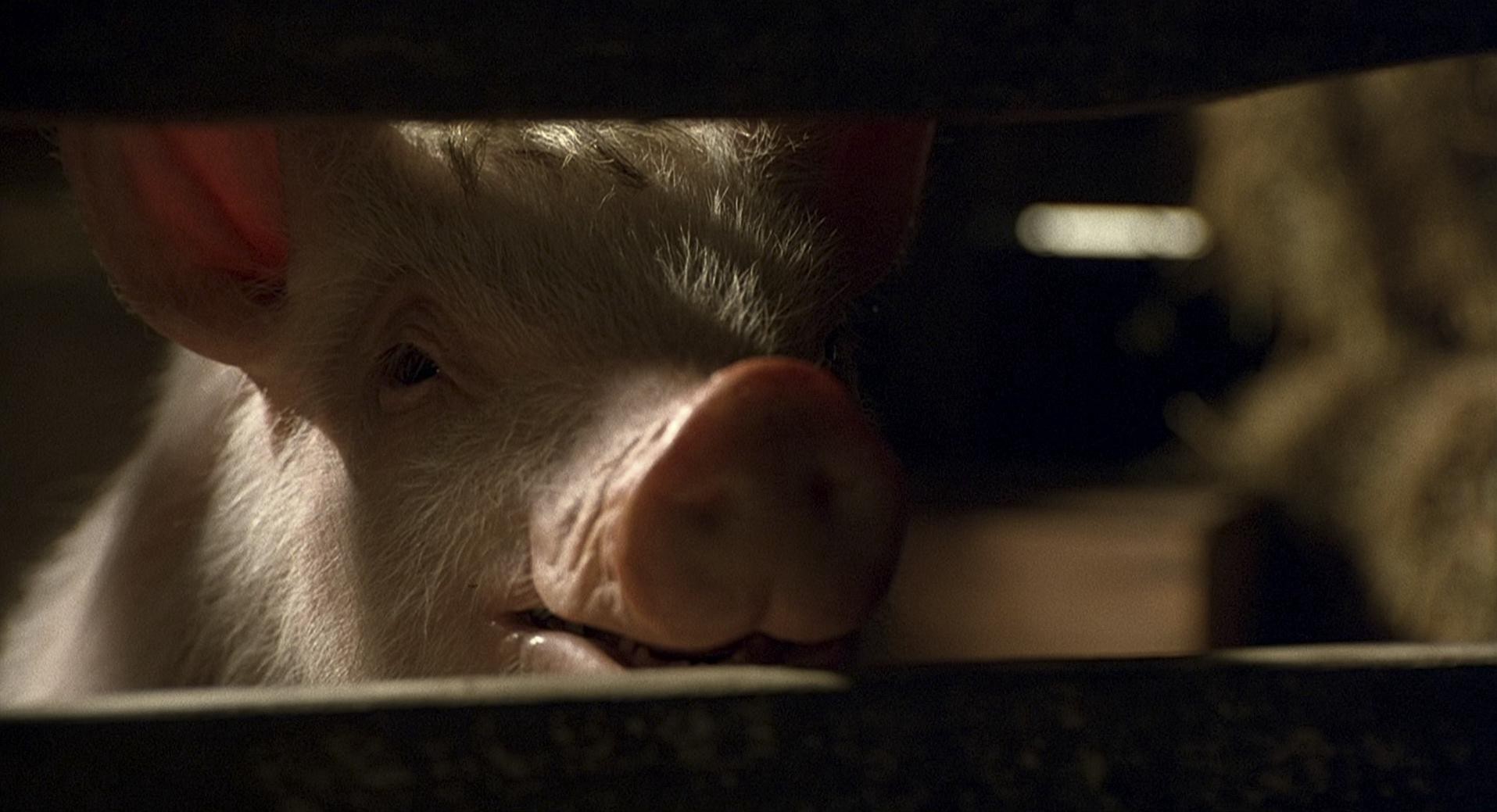 Babe (1995) —  shot,  lighting