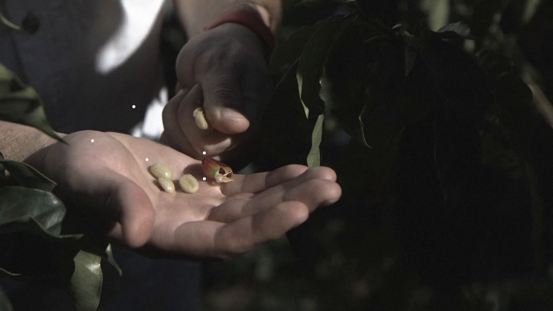 HONOUR - From_CostaRica_to_Cup (2017) —  shot,  lighting