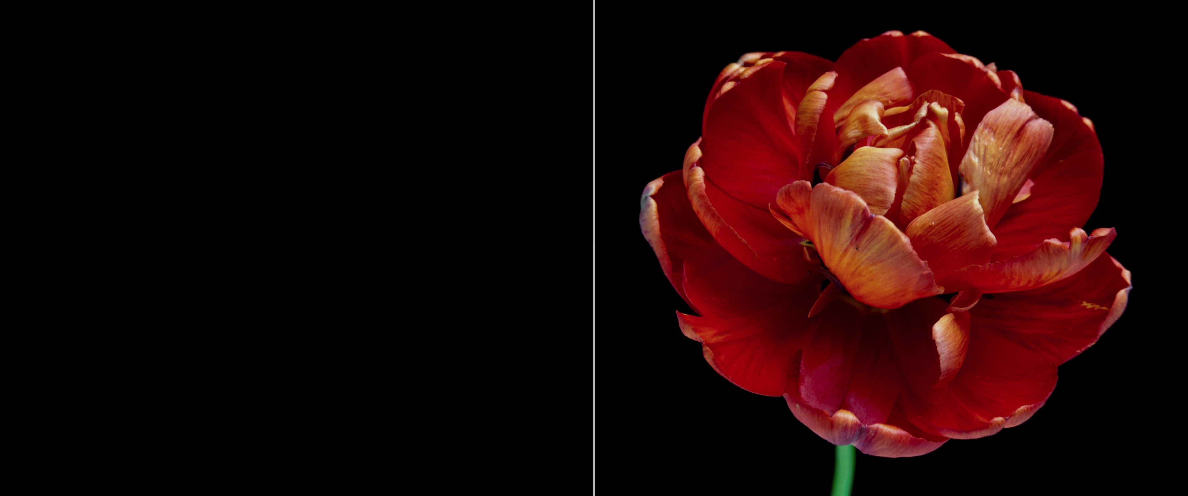 Master Gardener (2023) —  shot,  lighting